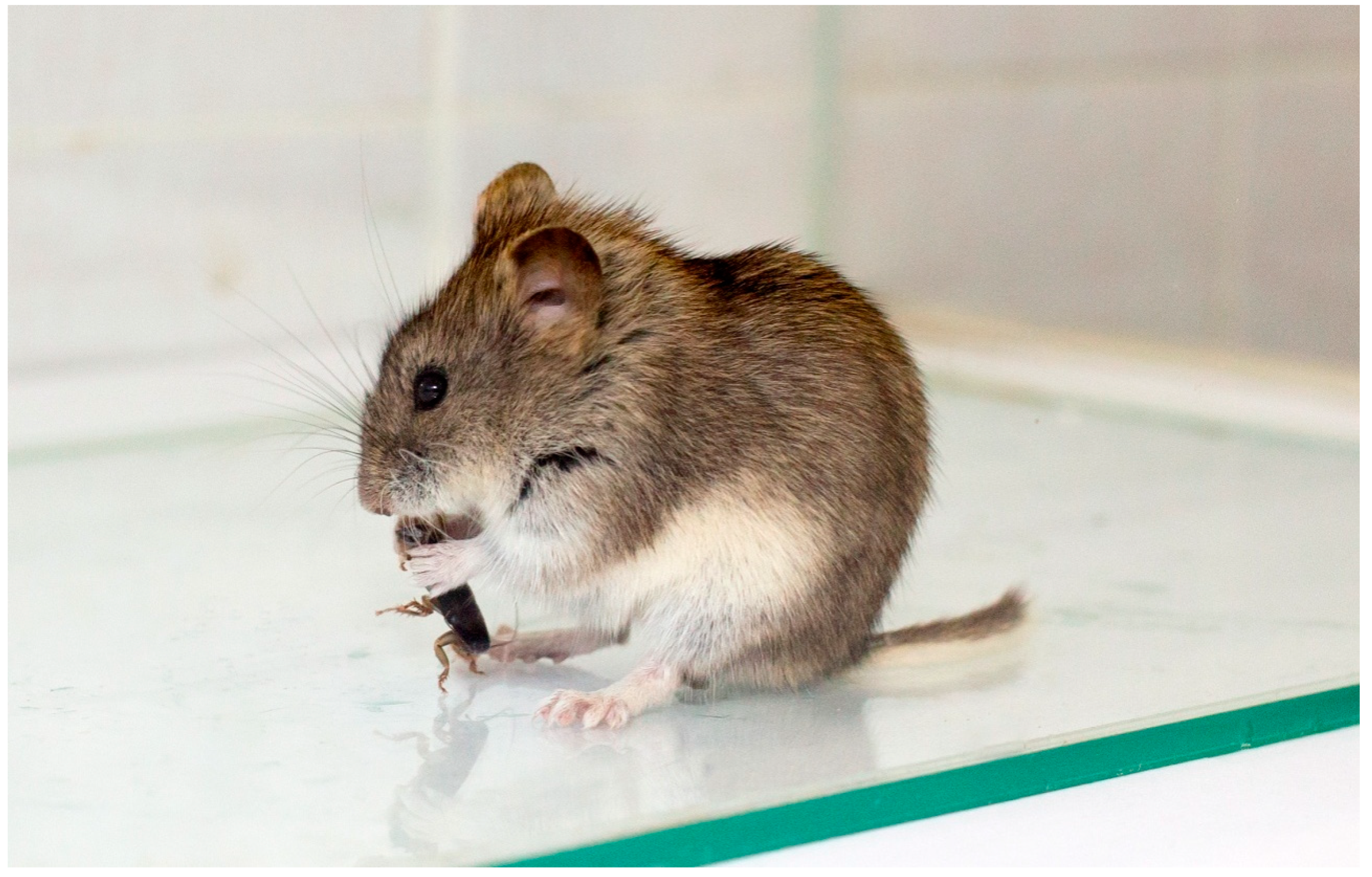 Entropy 21 00368 g001