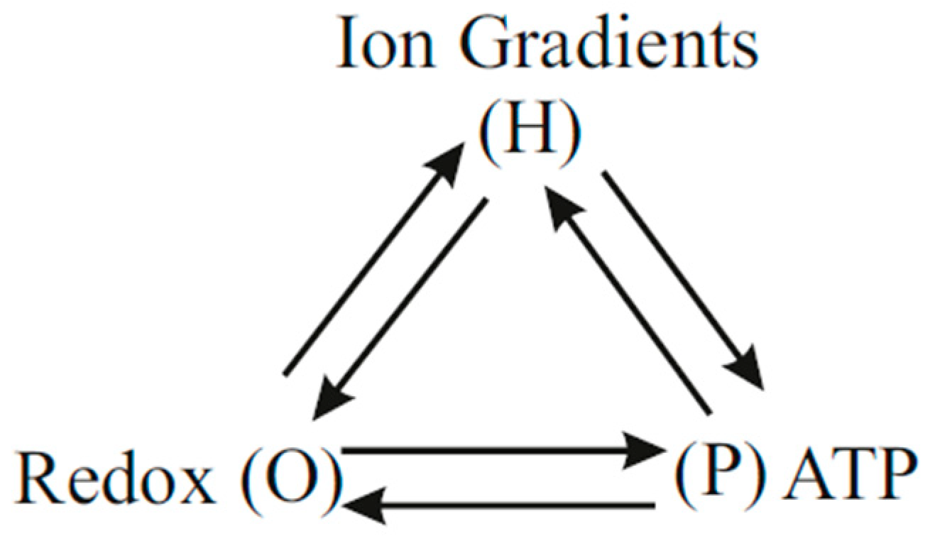 Entropy 21 00746 g005