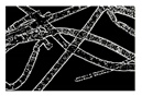 Entropy 23 00257 i004 Entropy 23 00257 i004