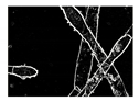 Entropy 23 00257 i007 Entropy 23 00257 i007