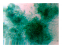 Entropy 23 00257 i018 Entropy 23 00257 i018