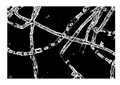 Entropy 23 00257 i035 Entropy 23 00257 i035