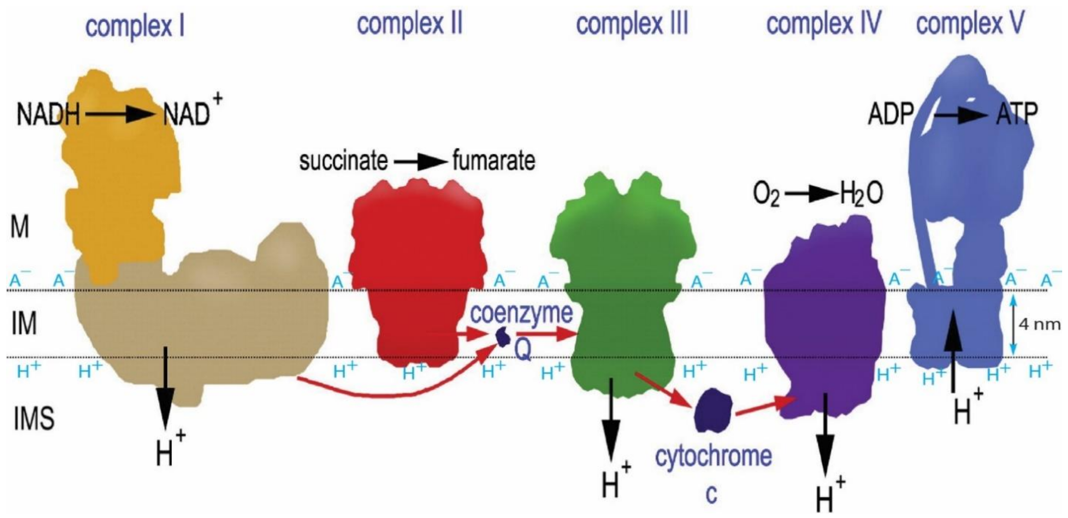 Entropy 23 00665 g003 Entropy 23 00665 g003