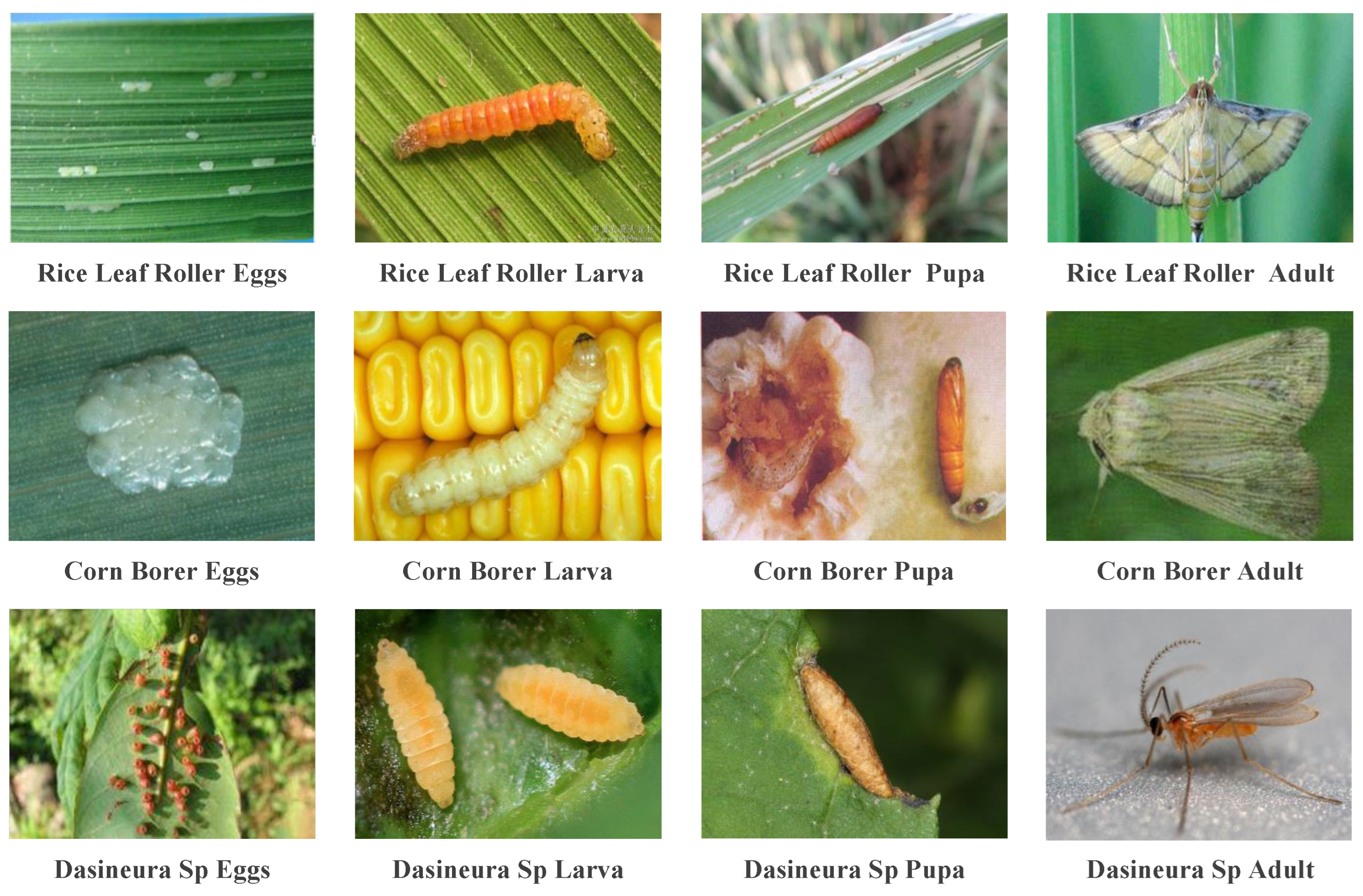 Entropy 26 00431 g006