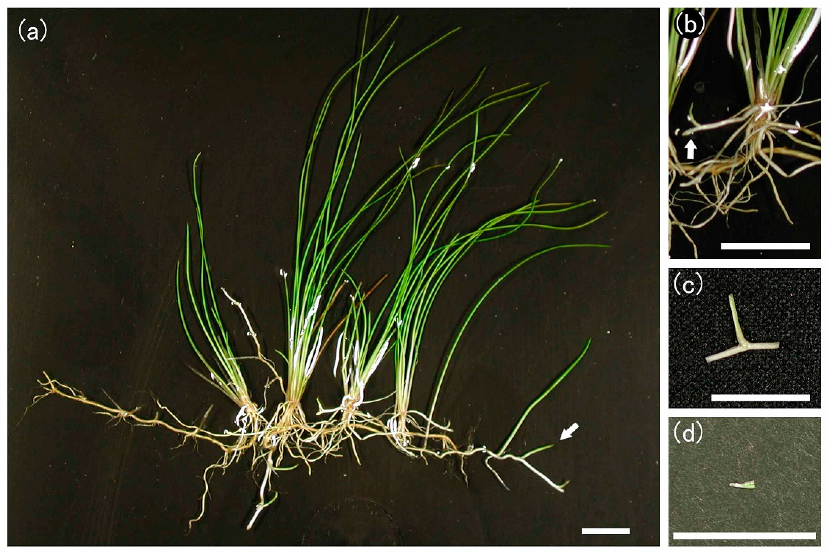 Environments 04 00040 g001