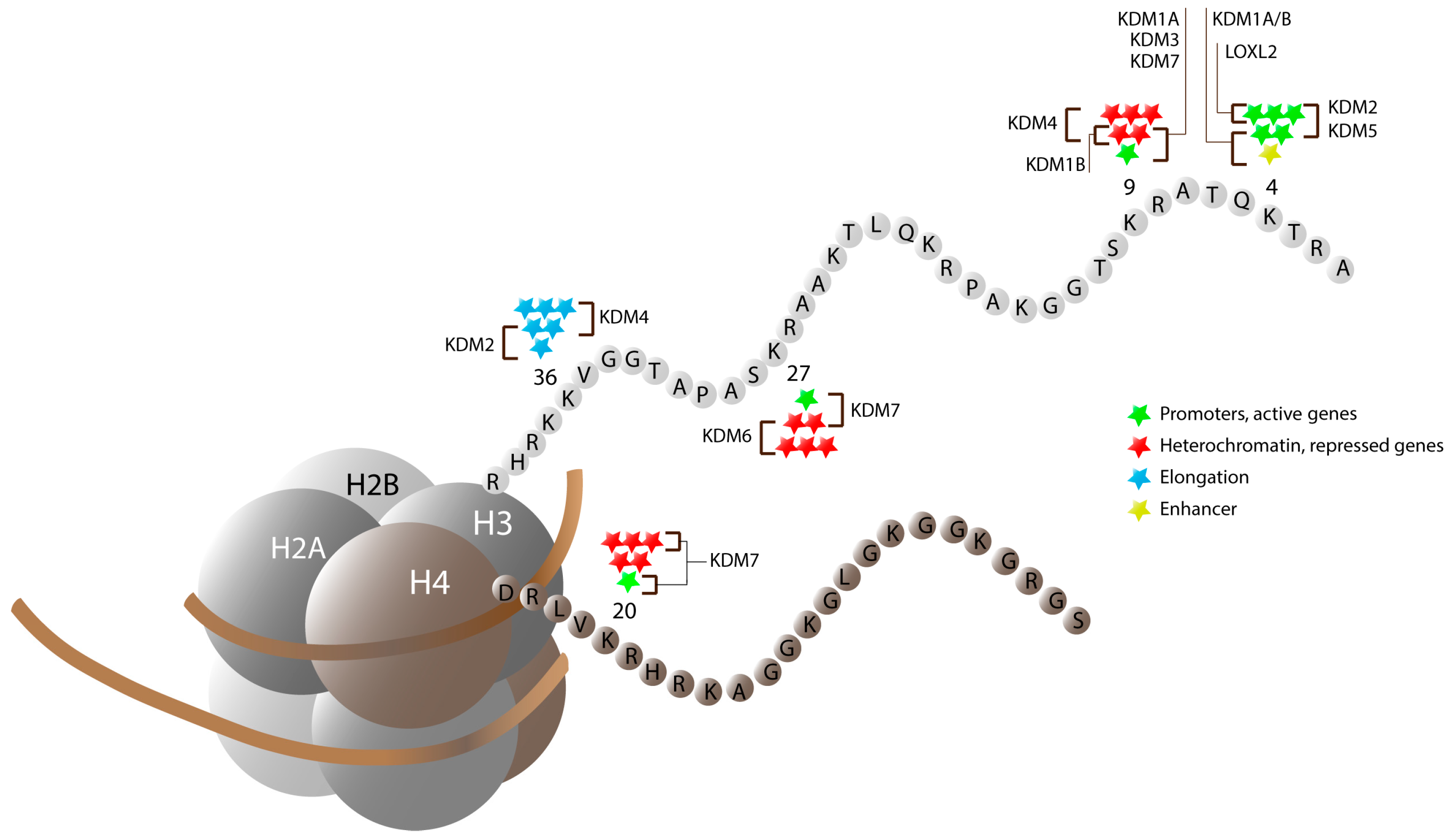 Epigenomes 01 00004 g001