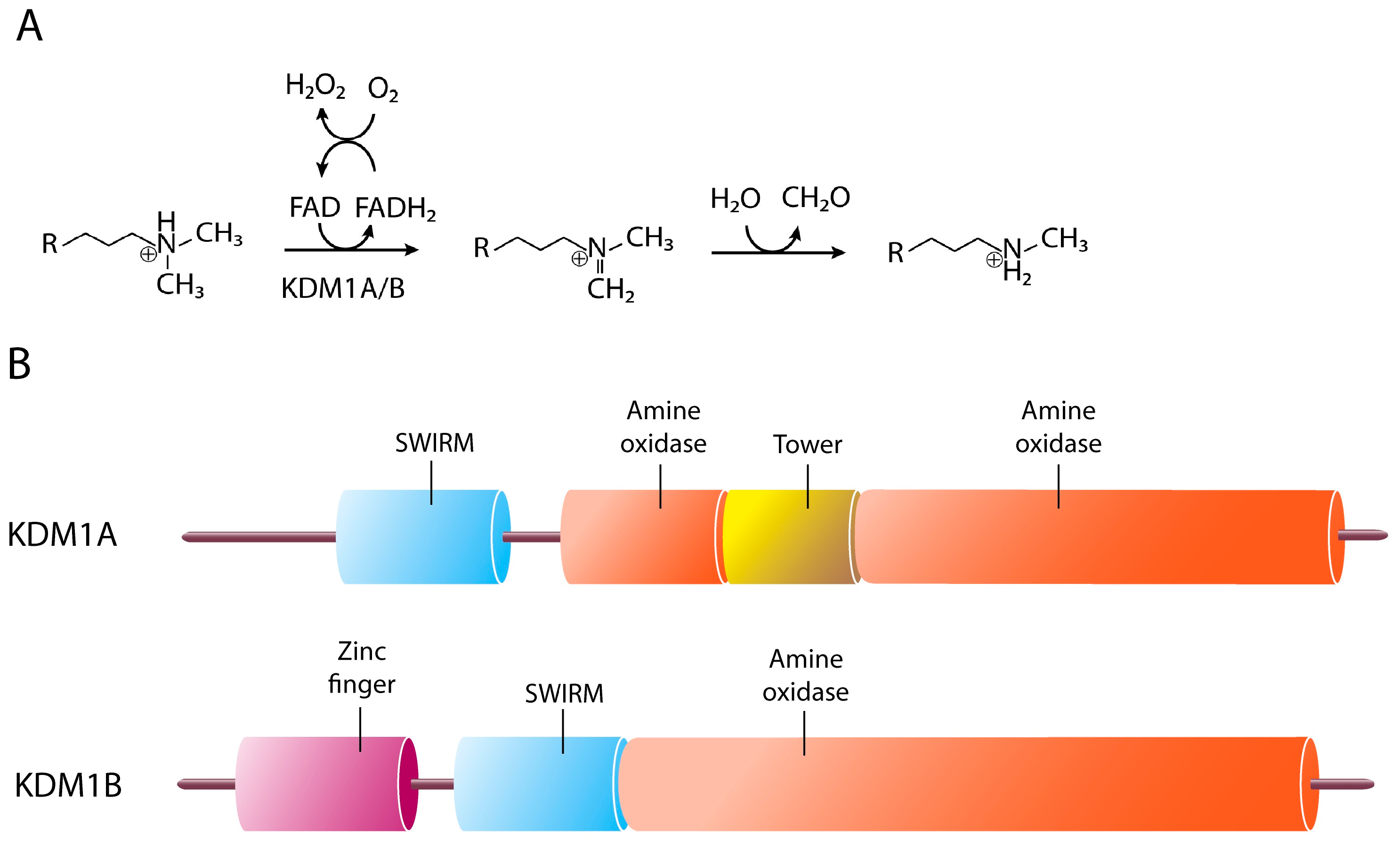 Epigenomes 01 00004 g002