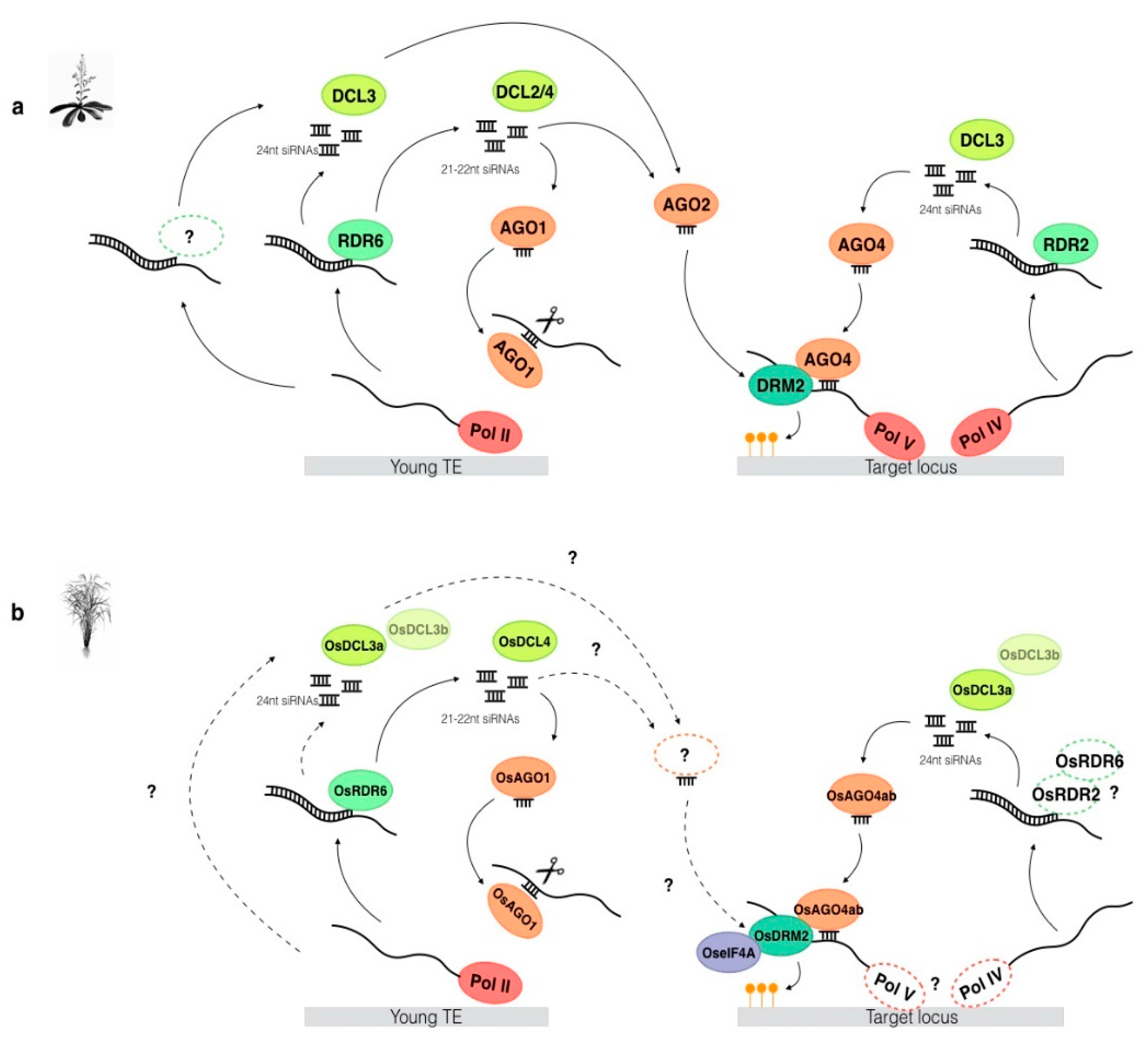 Epigenomes 01 00010 g001