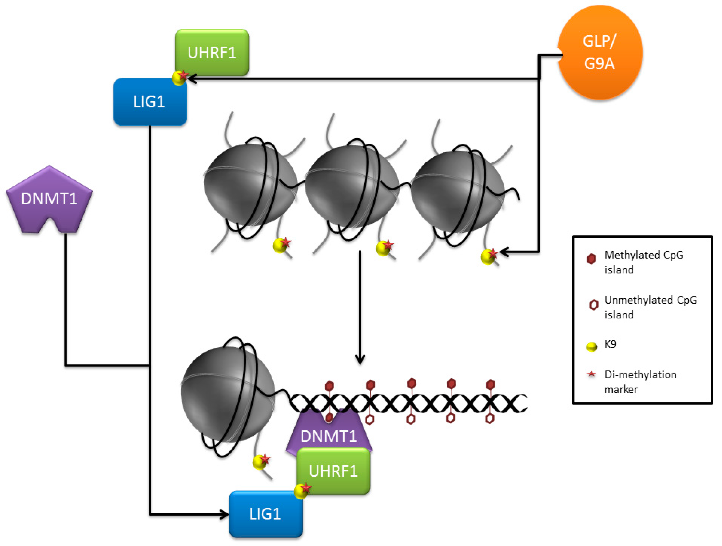 Epigenomes 01 00015 g001