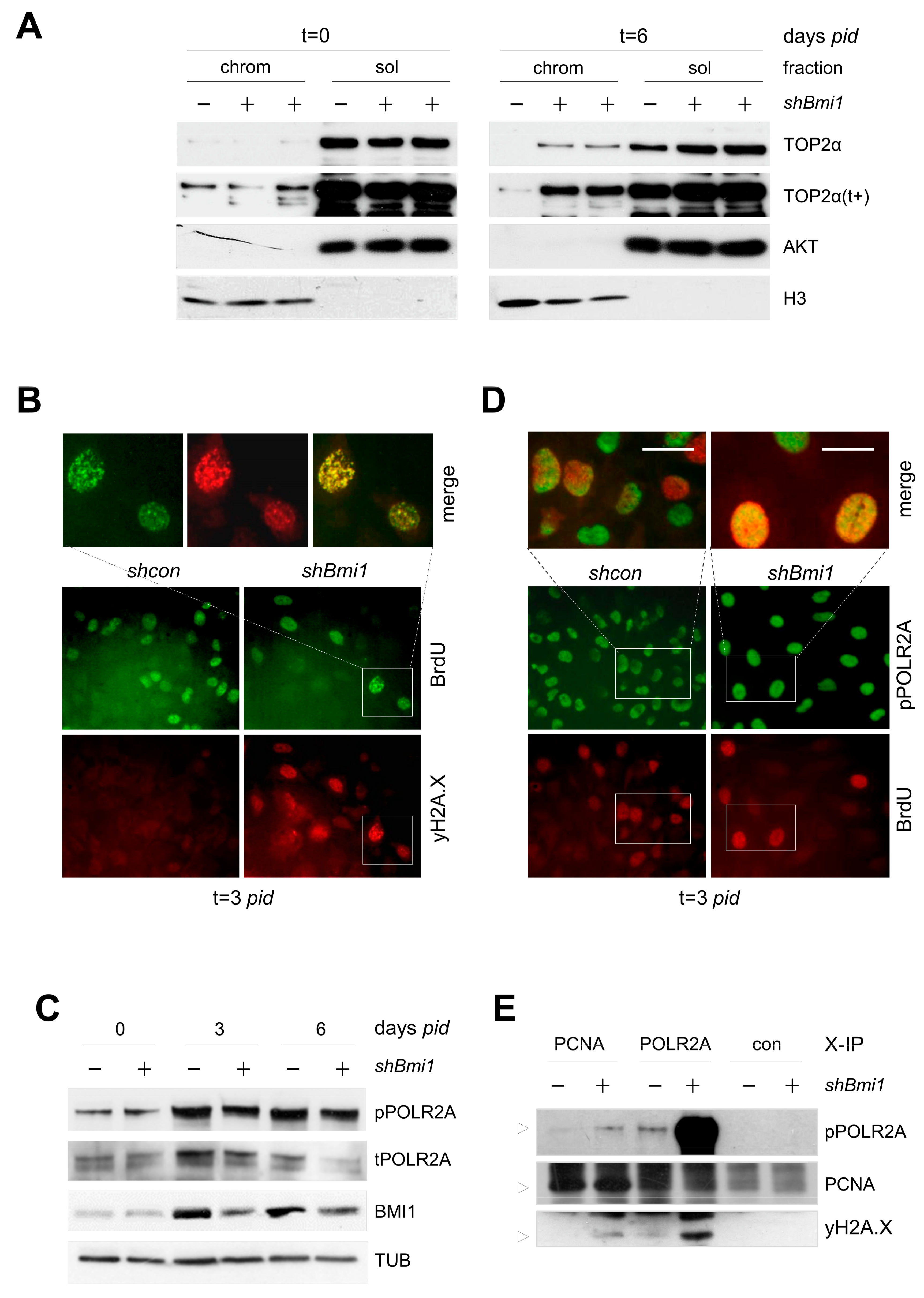 Epigenomes 01 00022 g006