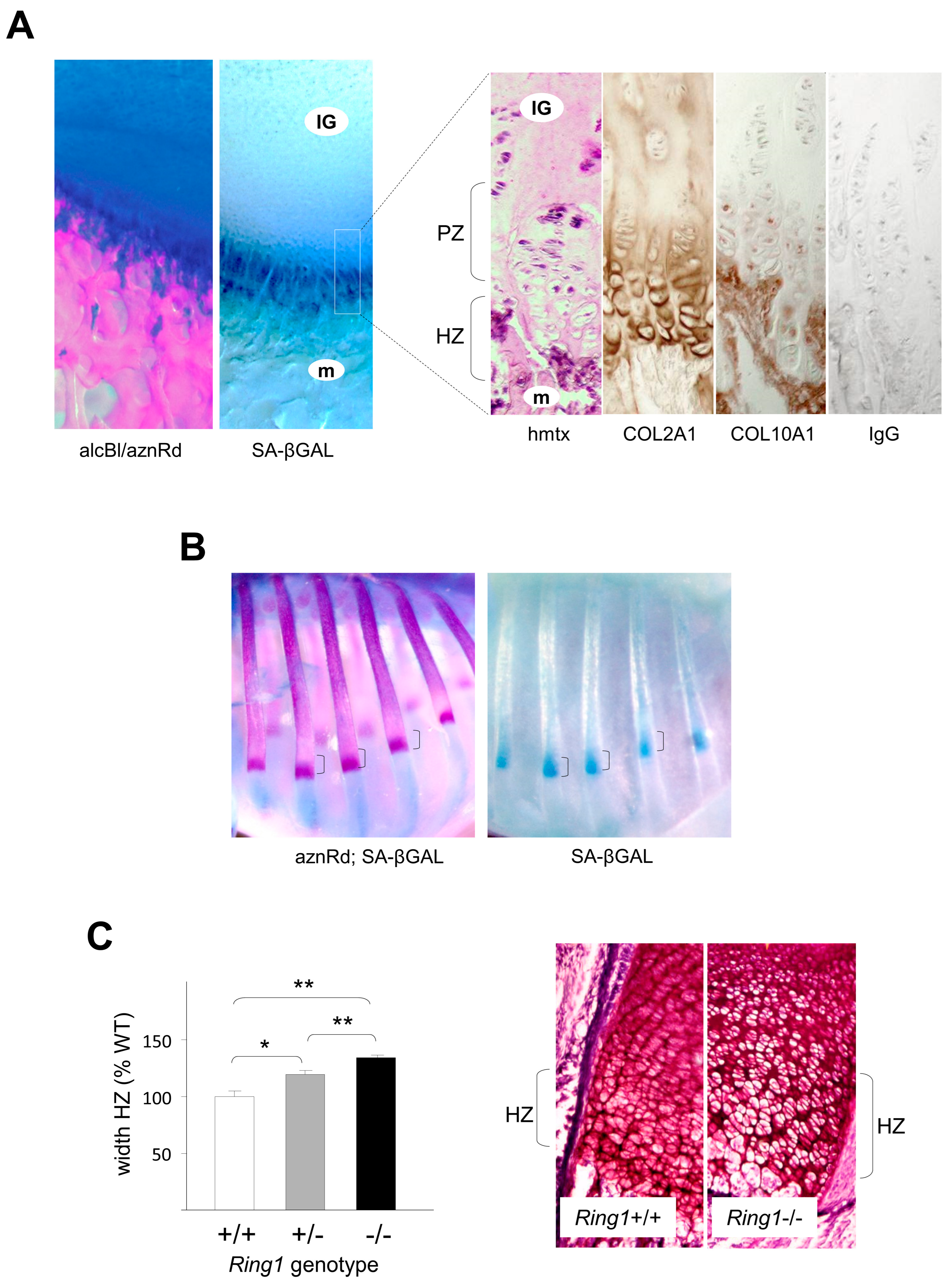 Epigenomes 01 00022 g007