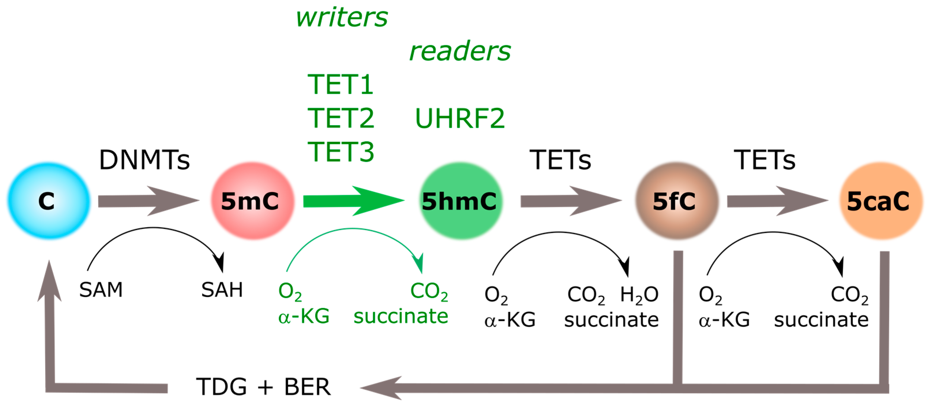 Epigenomes 02 00003 g001