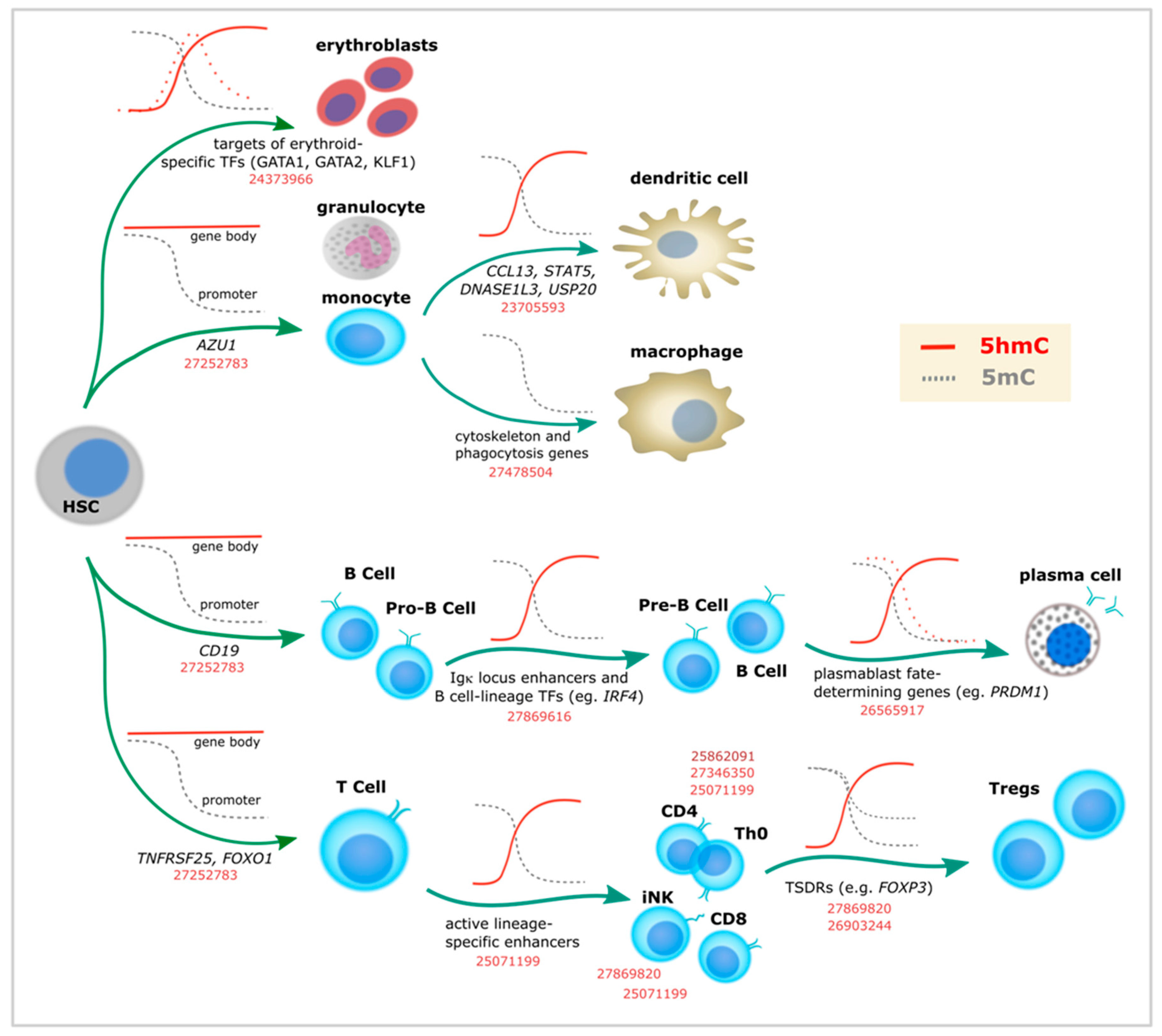 Epigenomes 02 00003 g002