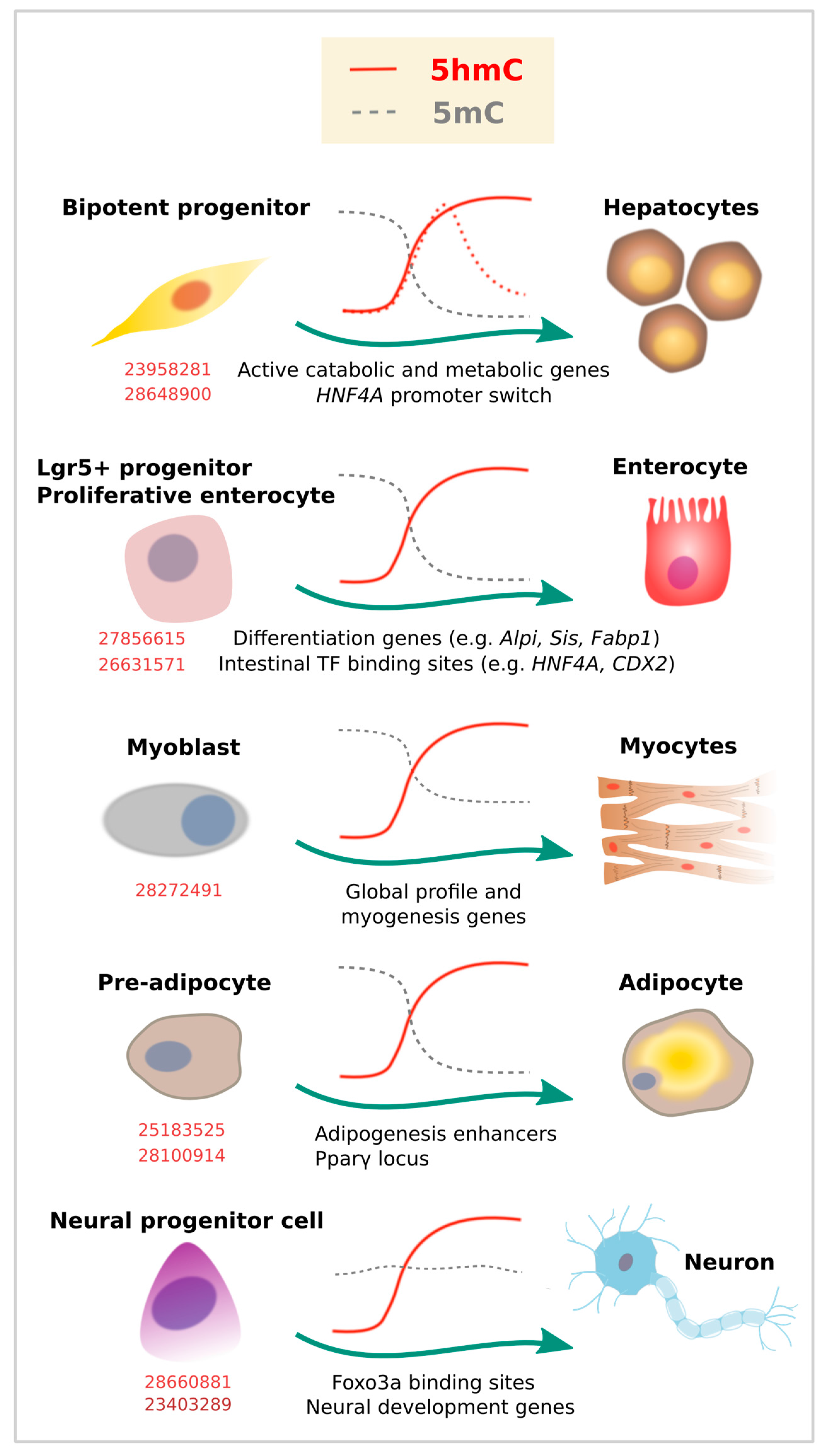 Epigenomes 02 00003 g003