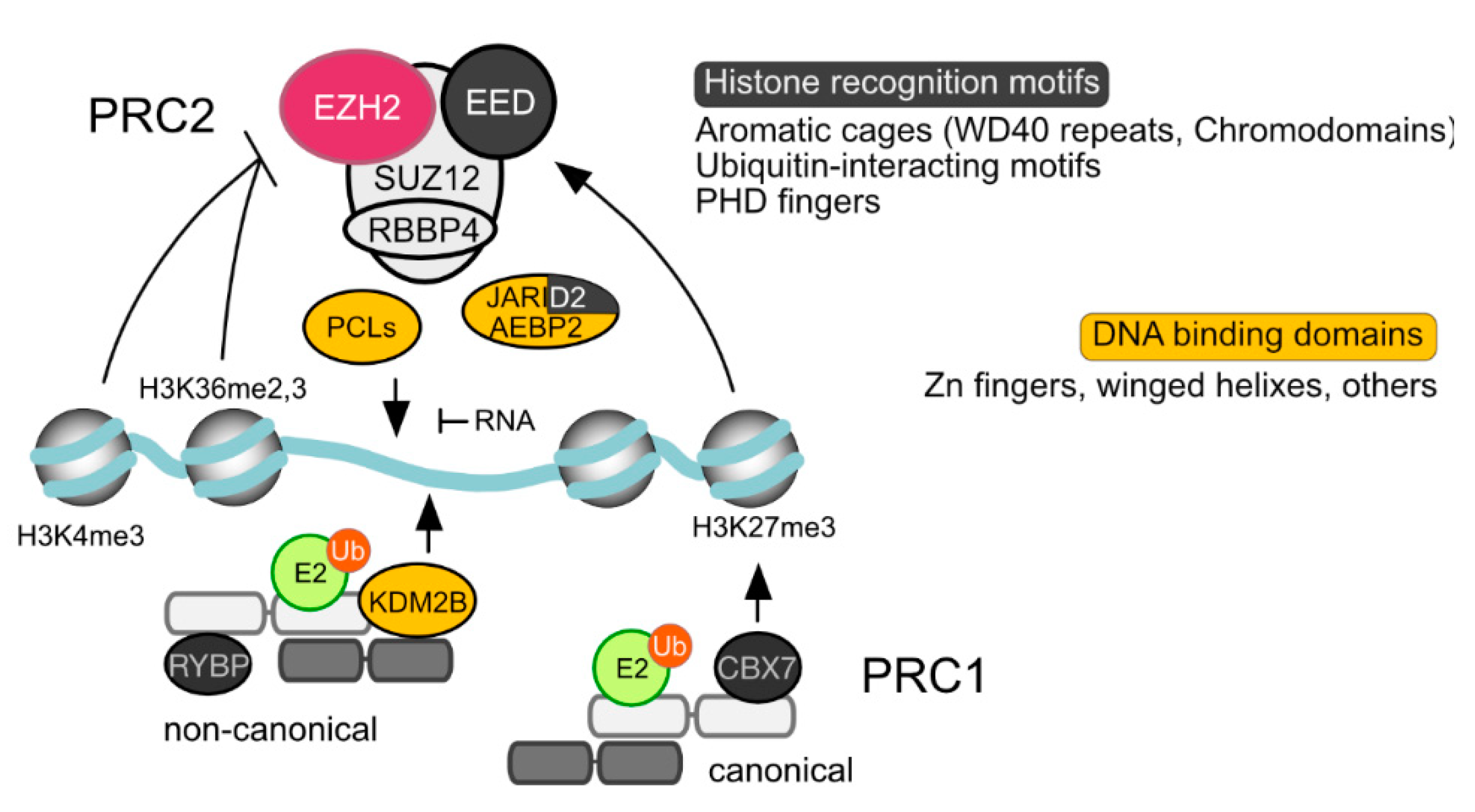 Epigenomes 03 00012 g003