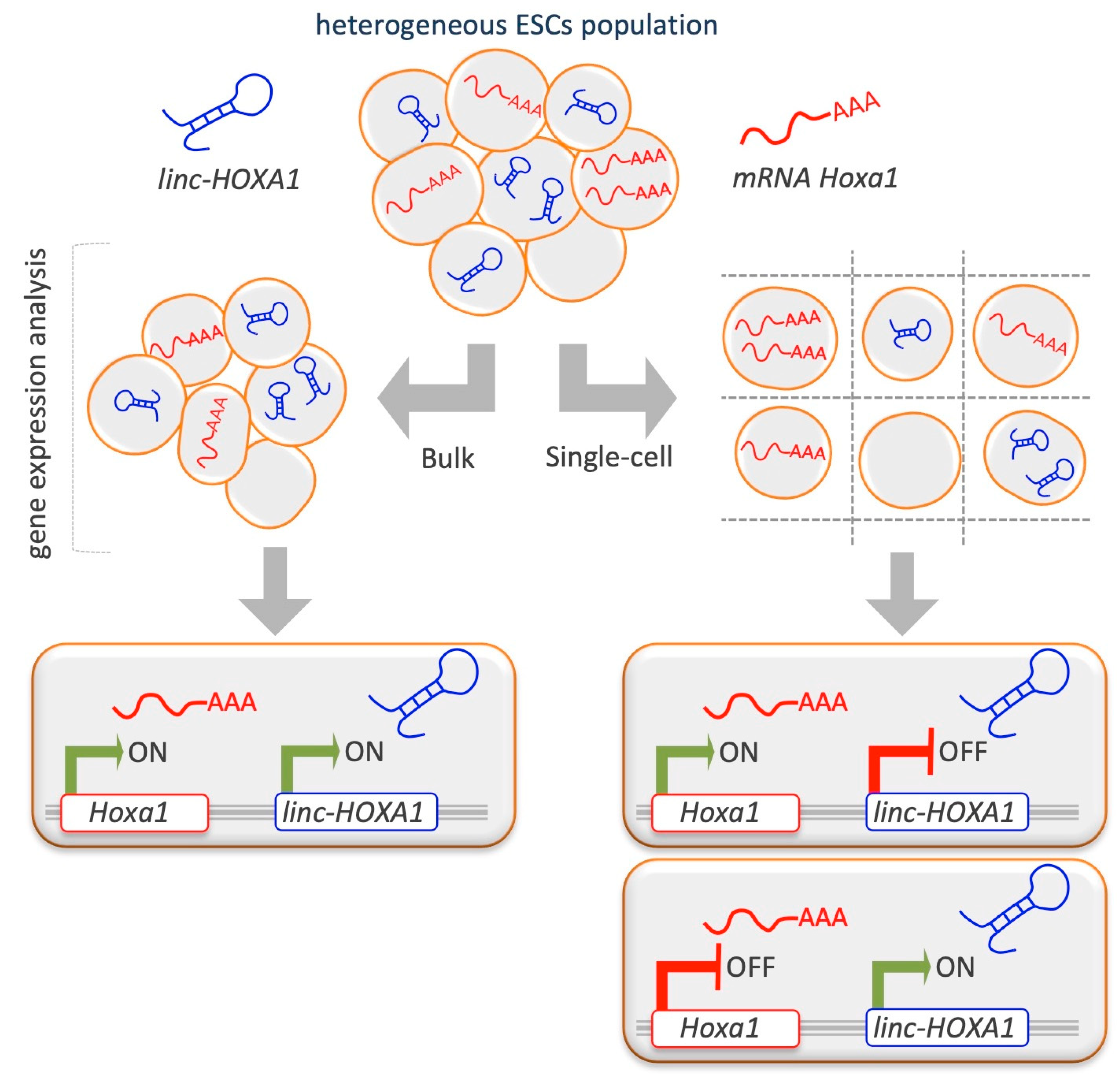 Epigenomes 03 00014 g004