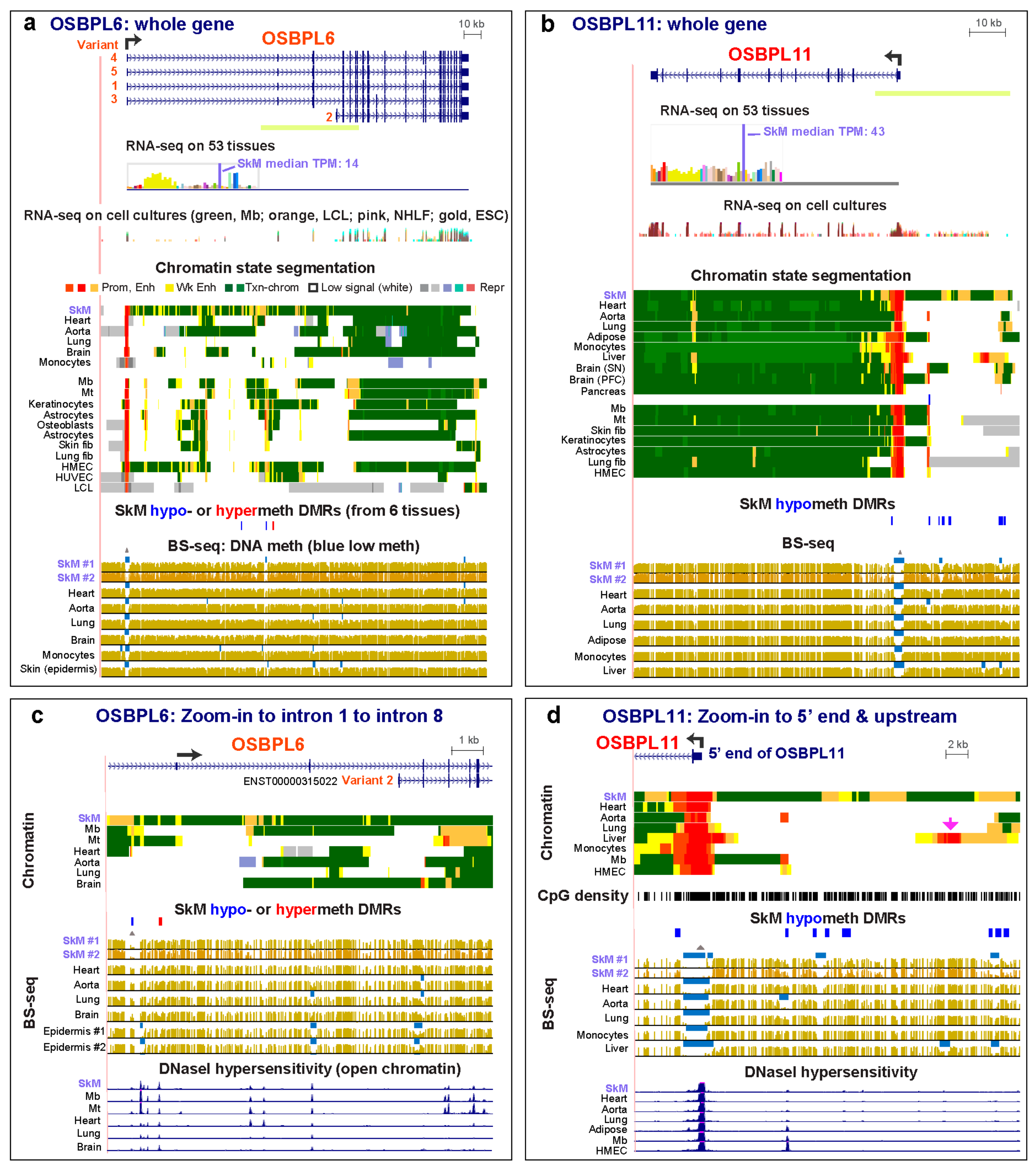Epigenomes 04 00001 g003