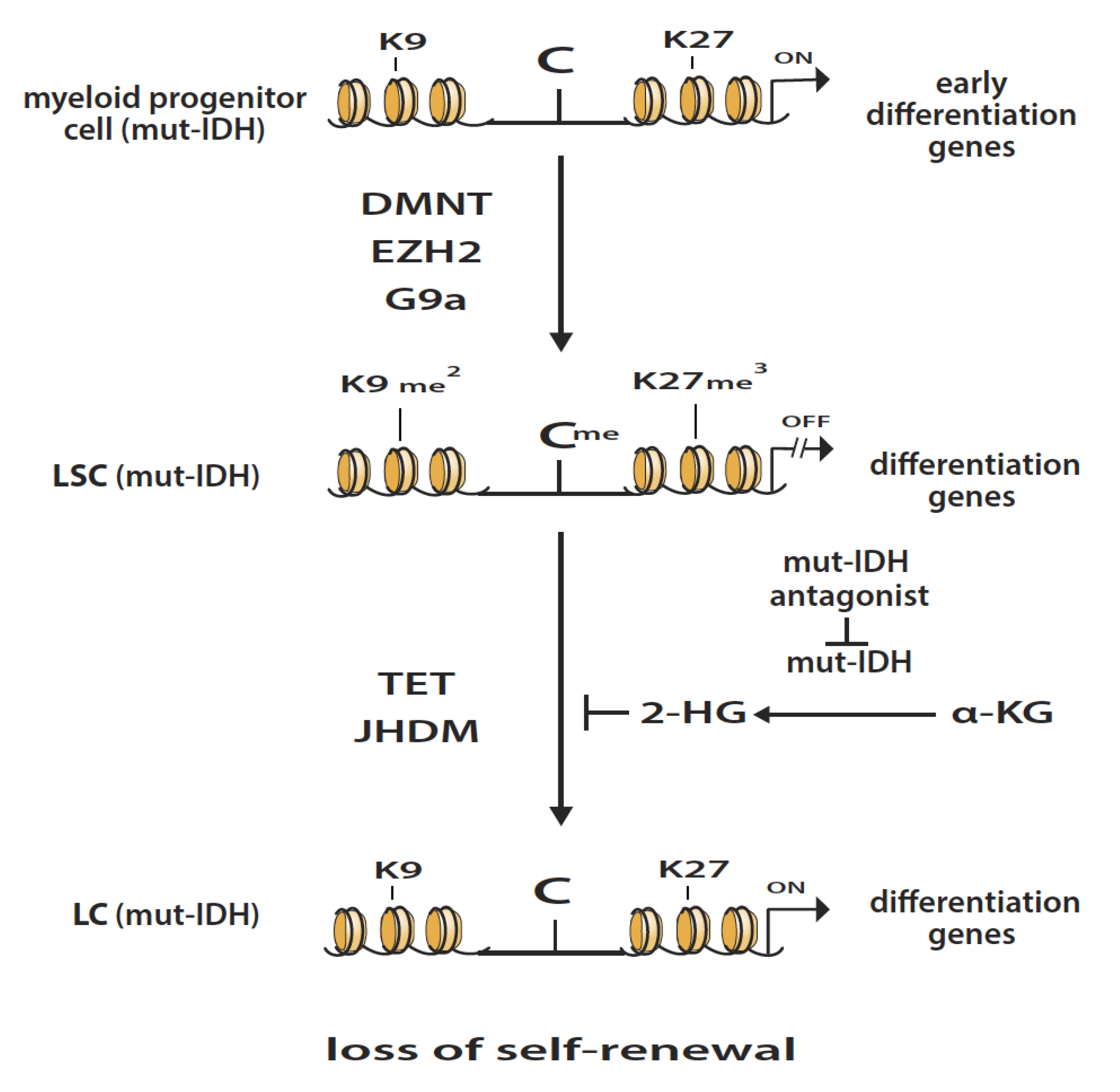 Epigenomes 04 00003 g001