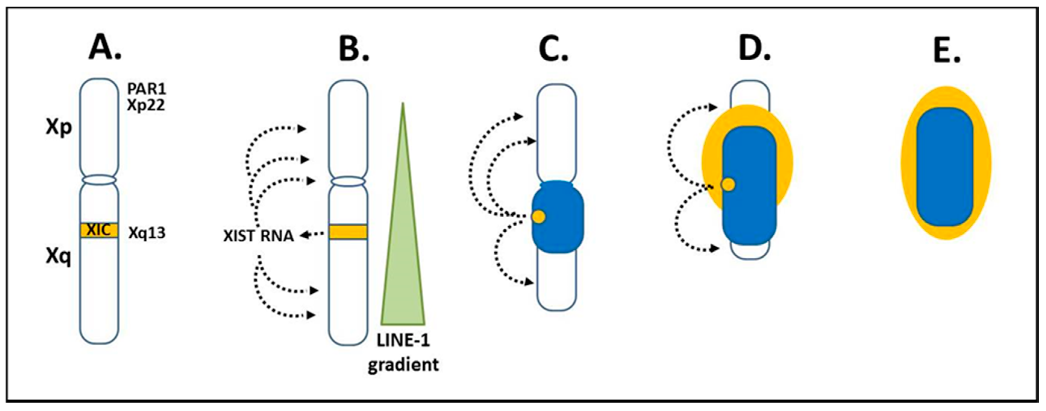 Epigenomes 04 00006 g003