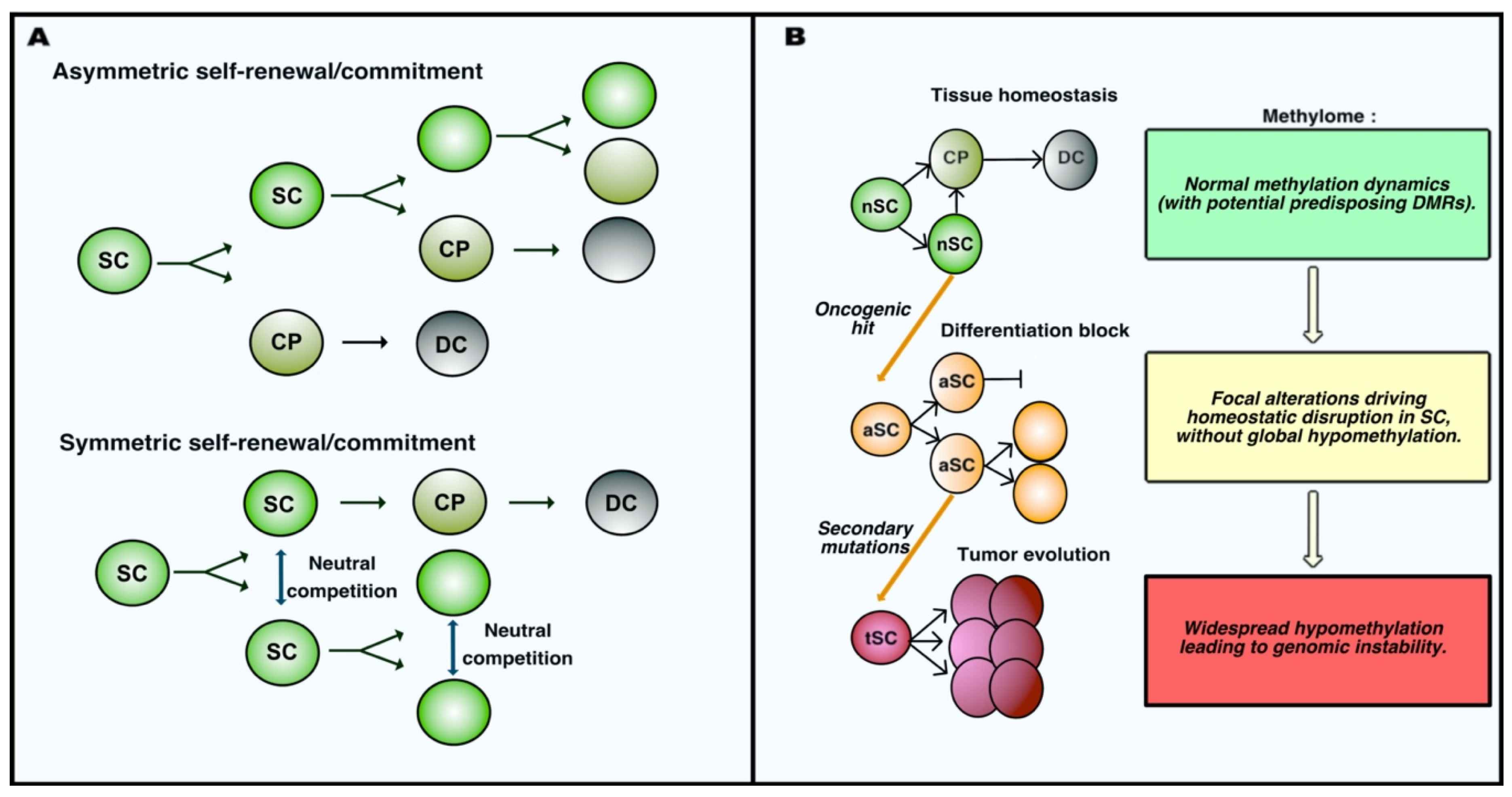 Epigenomes 04 00008 g001