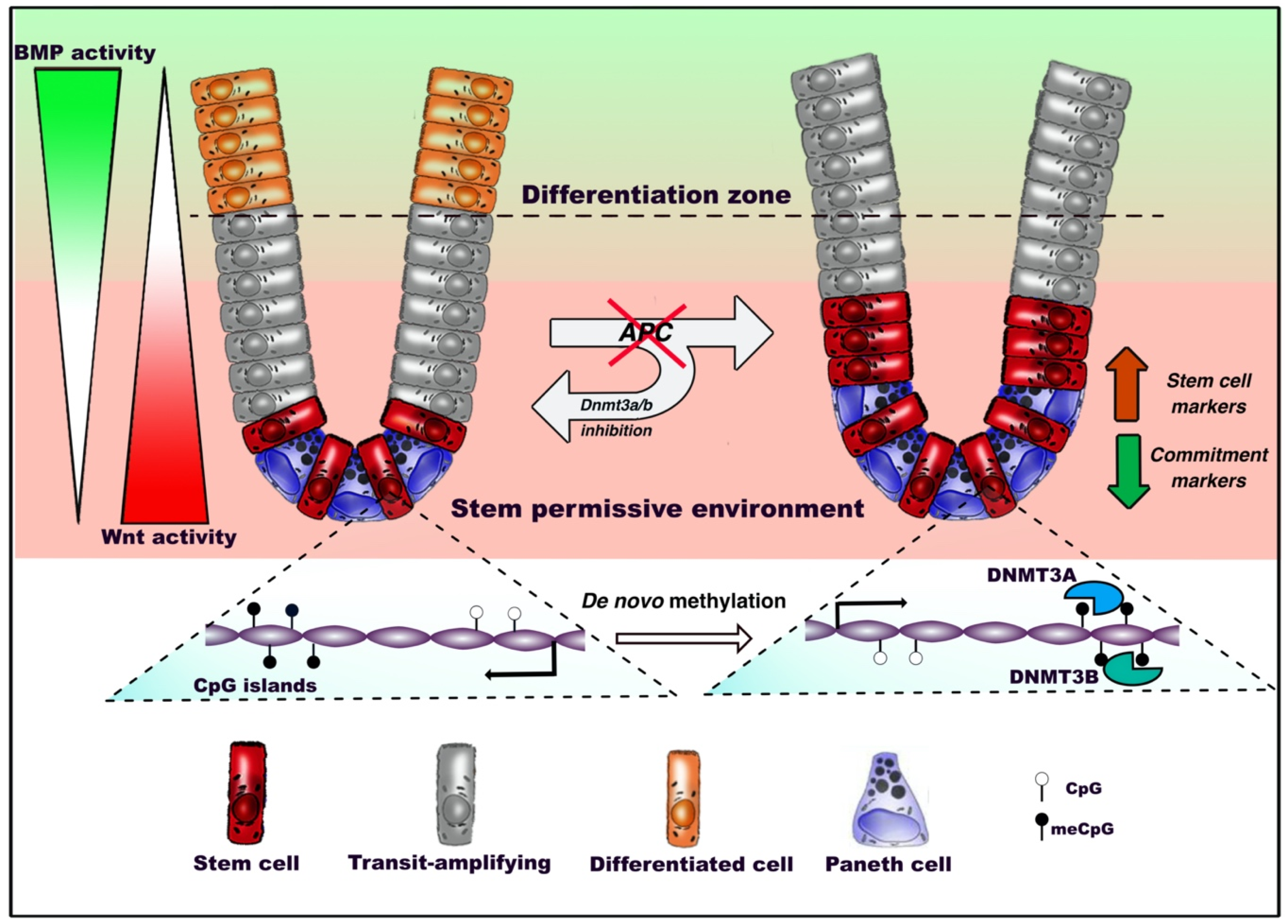 Epigenomes 04 00008 g002