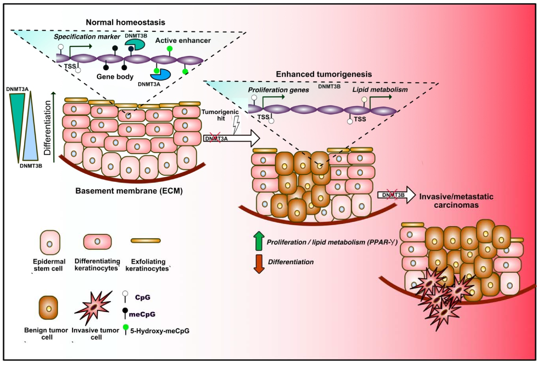 Epigenomes 04 00008 g003