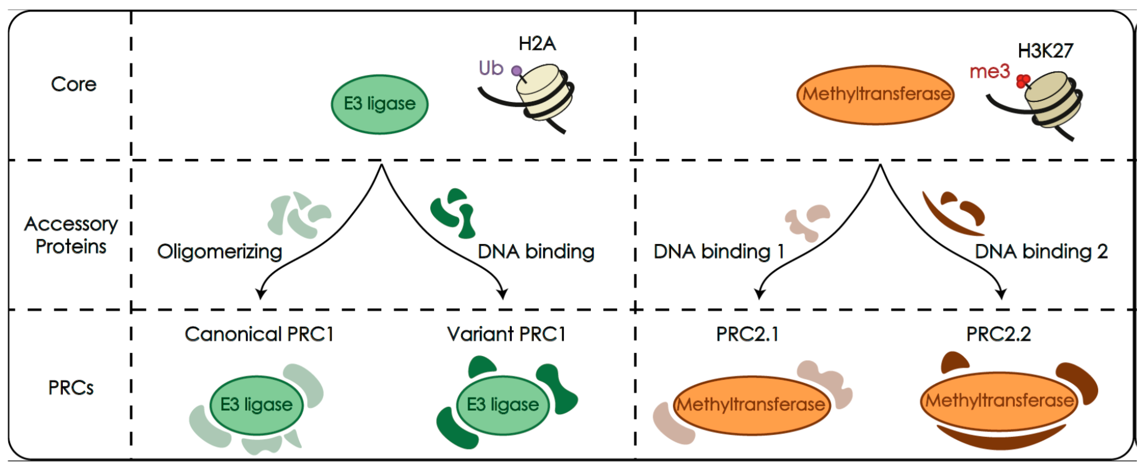 Epigenomes 04 00017 g001