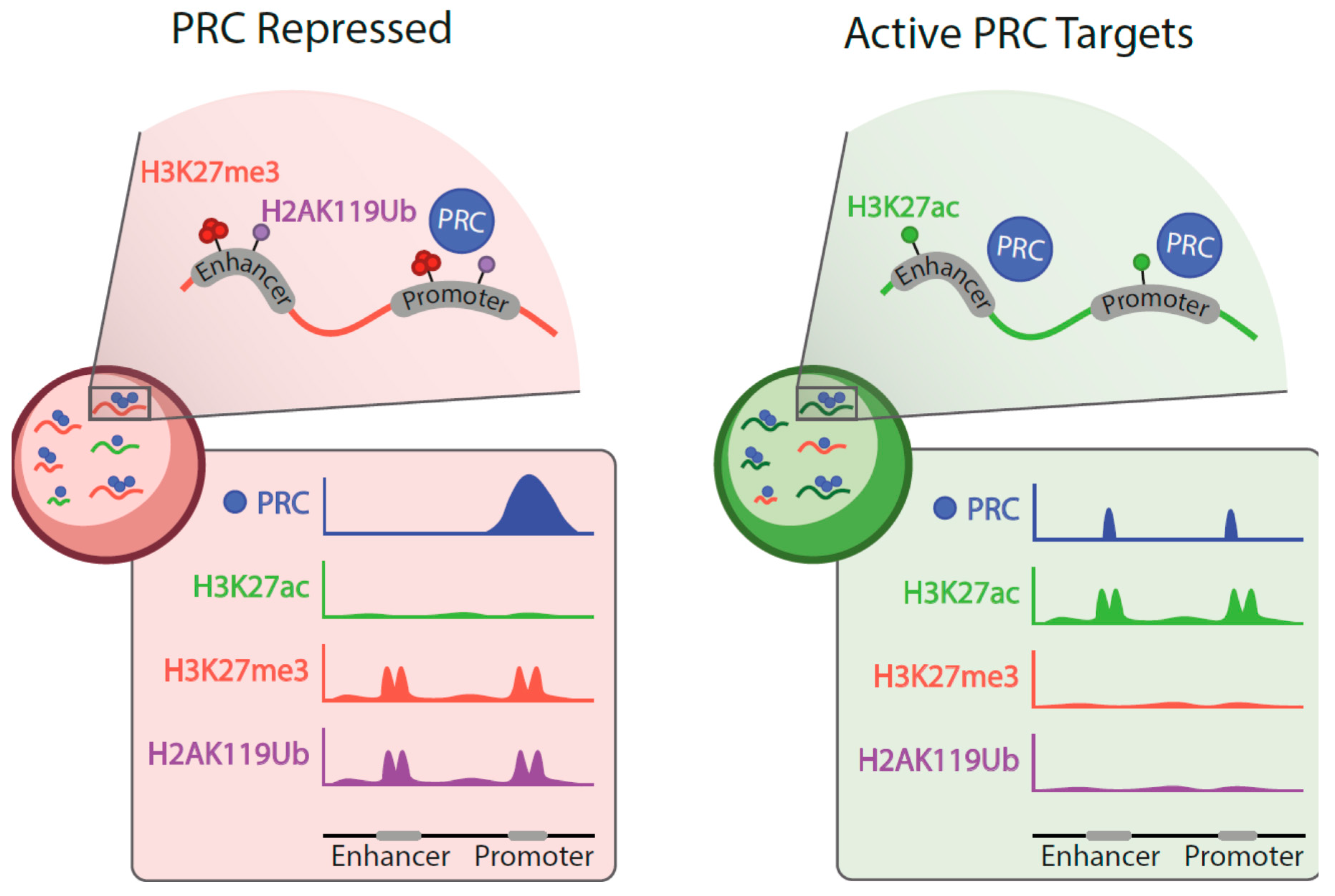 Epigenomes 04 00017 g002
