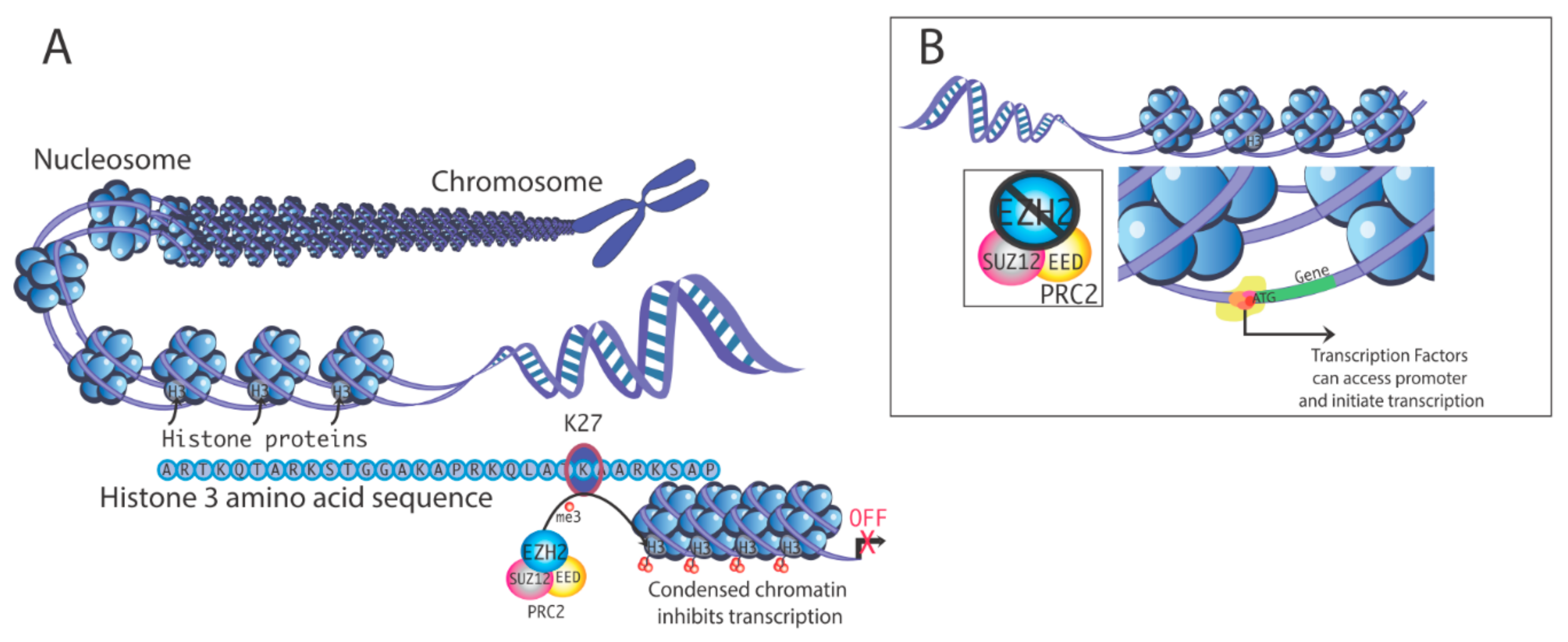 Epigenomes 04 00020 g001 Epigenomes 04 00020 g001