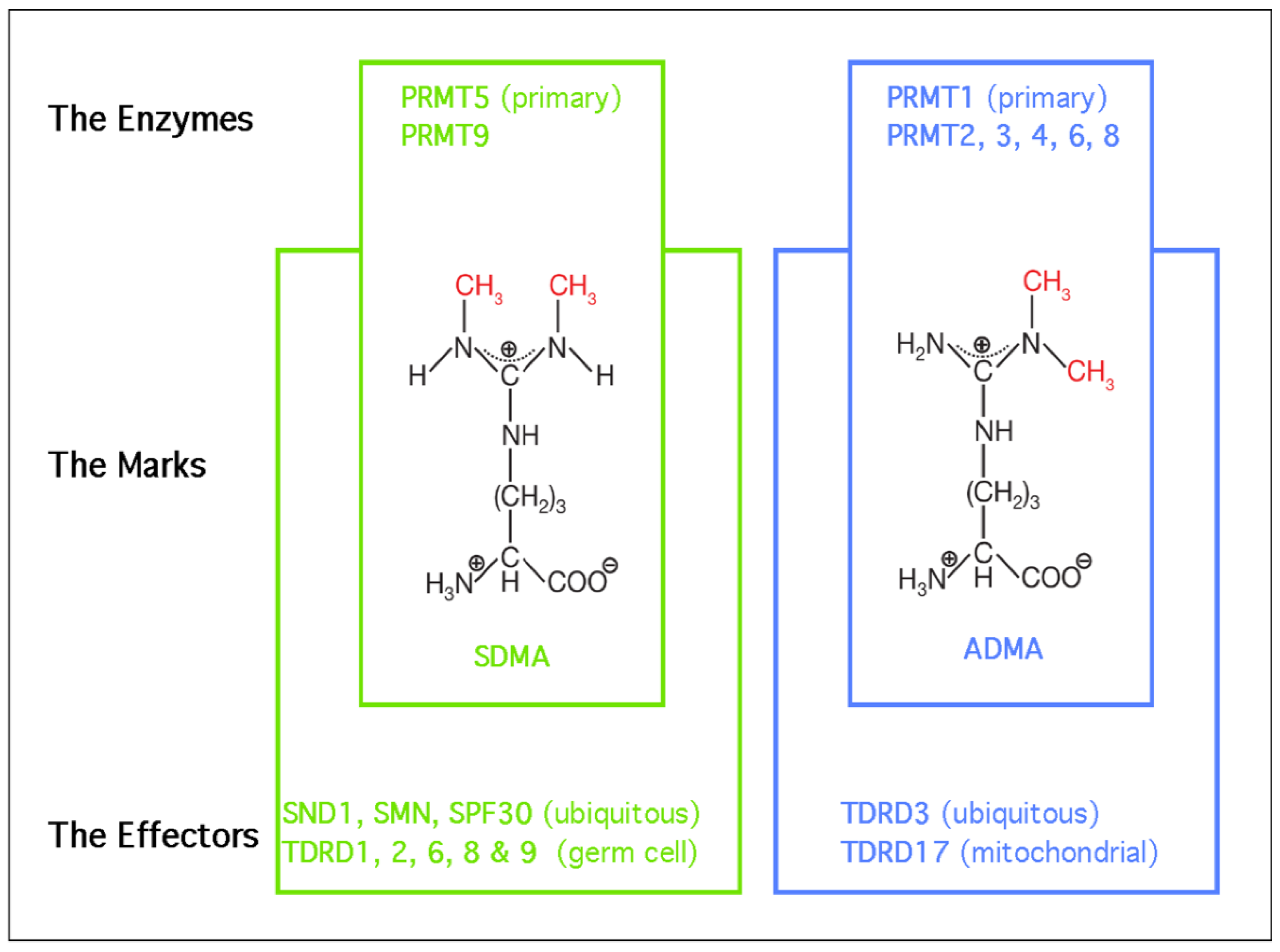 Epigenomes 05 00002 g001