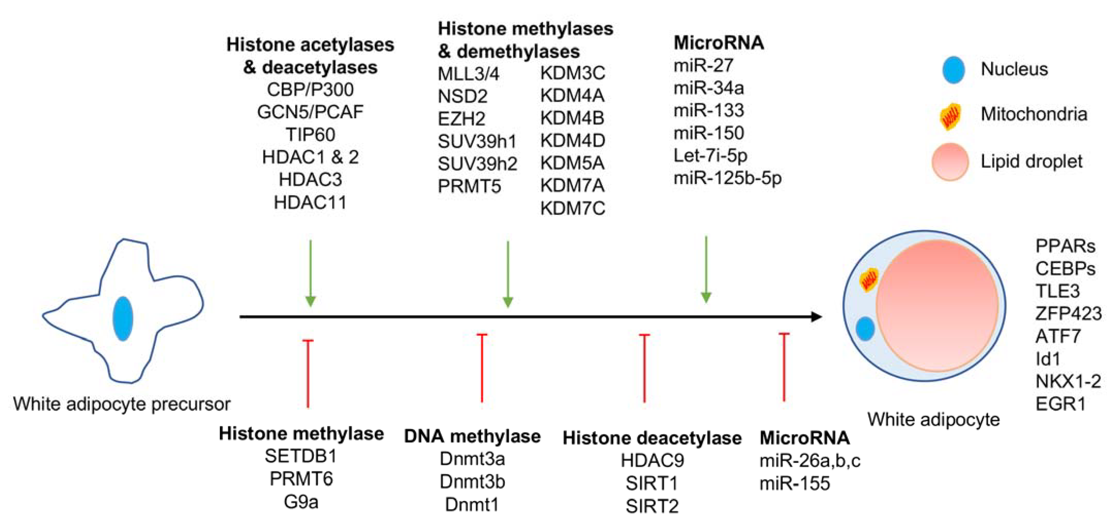 Epigenomes 05 00003 g001