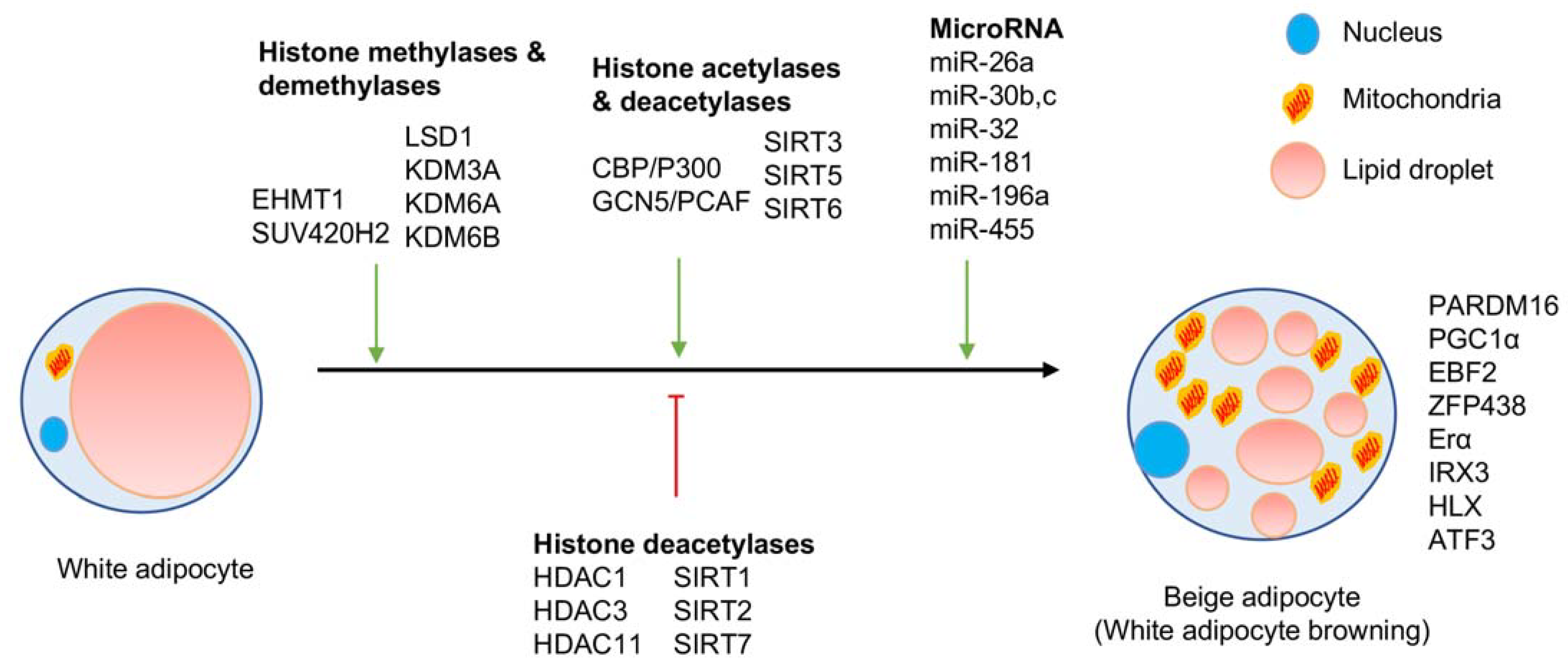 Epigenomes 05 00003 g002