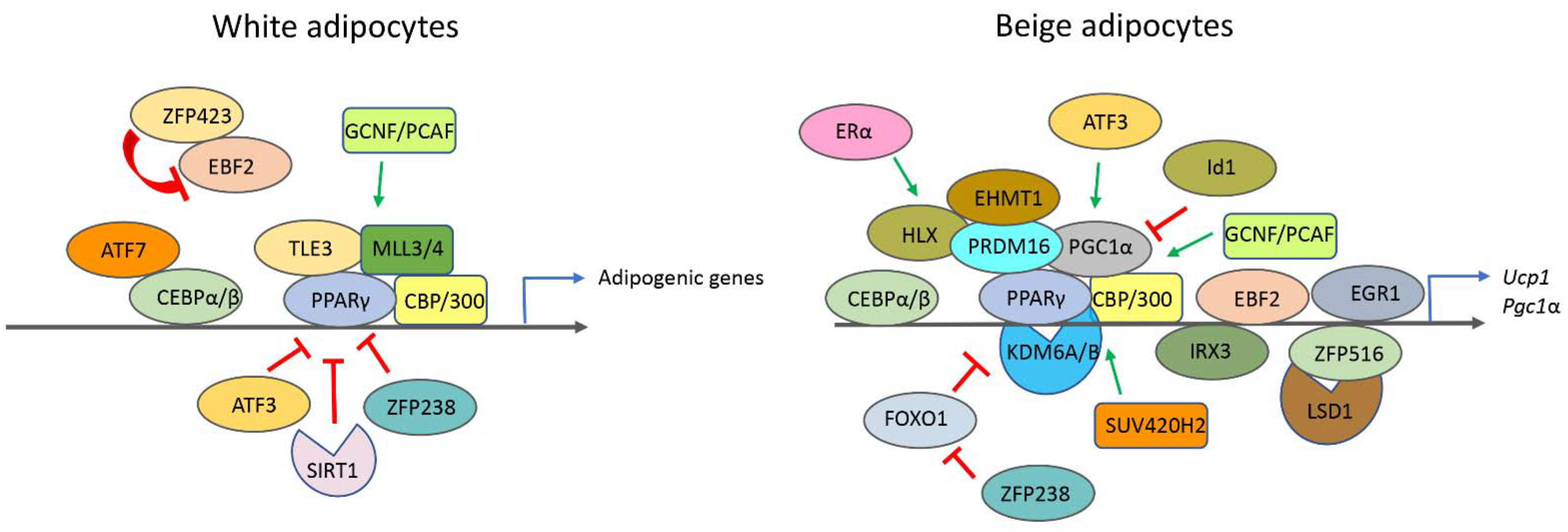 Epigenomes 05 00003 g003