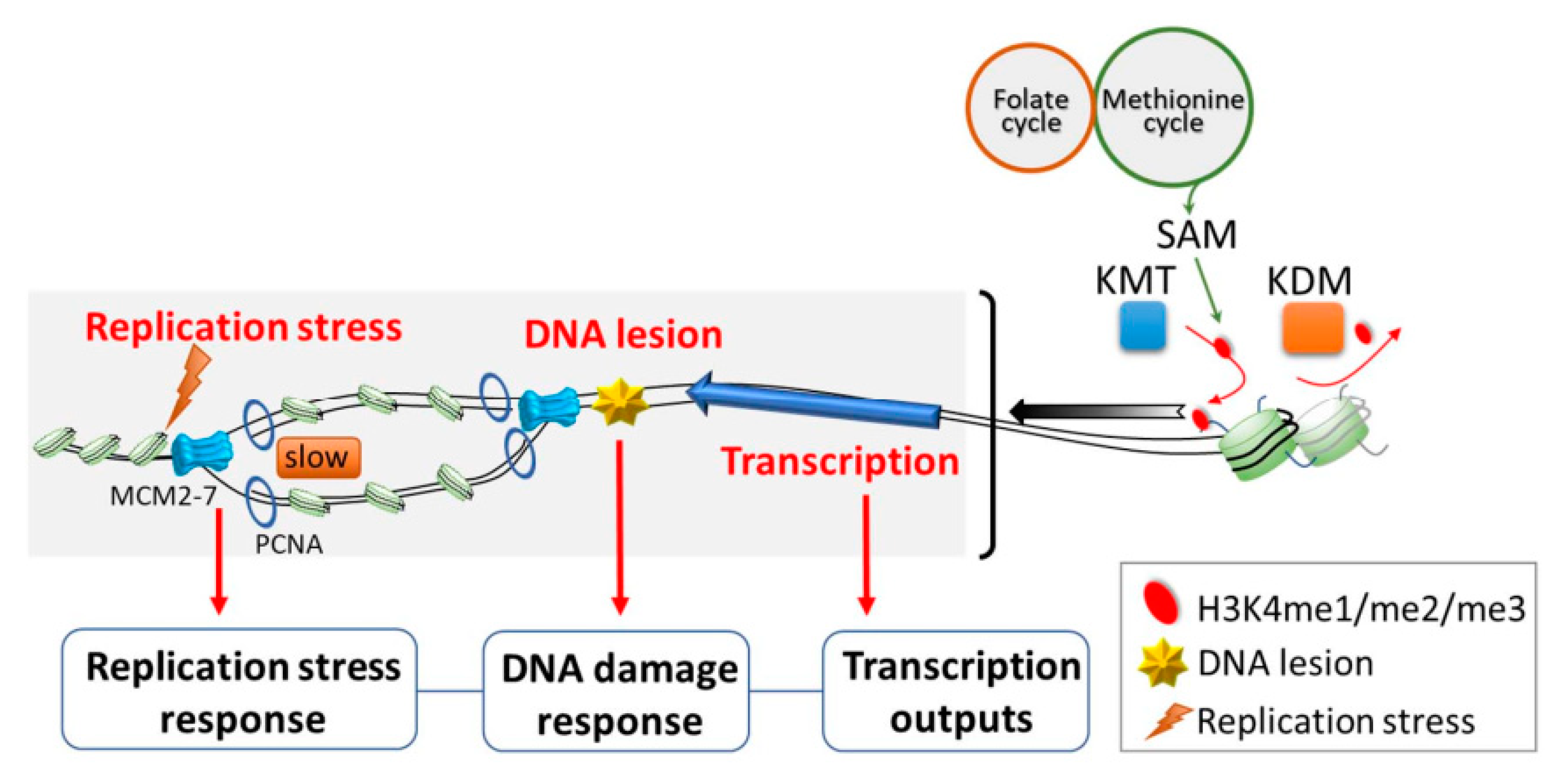 Epigenomes 05 00014 g001