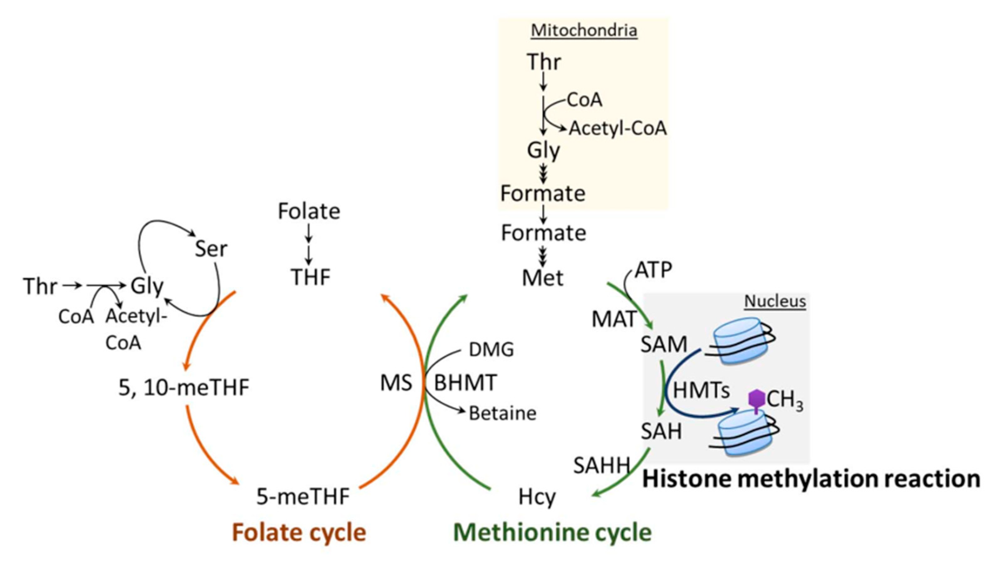 Epigenomes 05 00014 g003