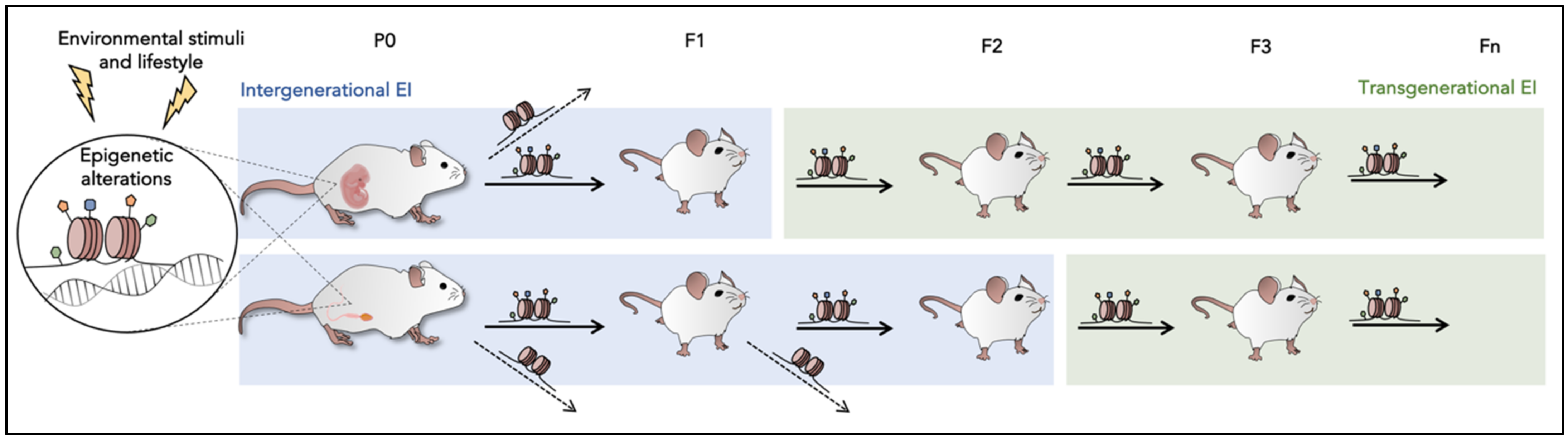 Epigenomes 05 00015 g002
