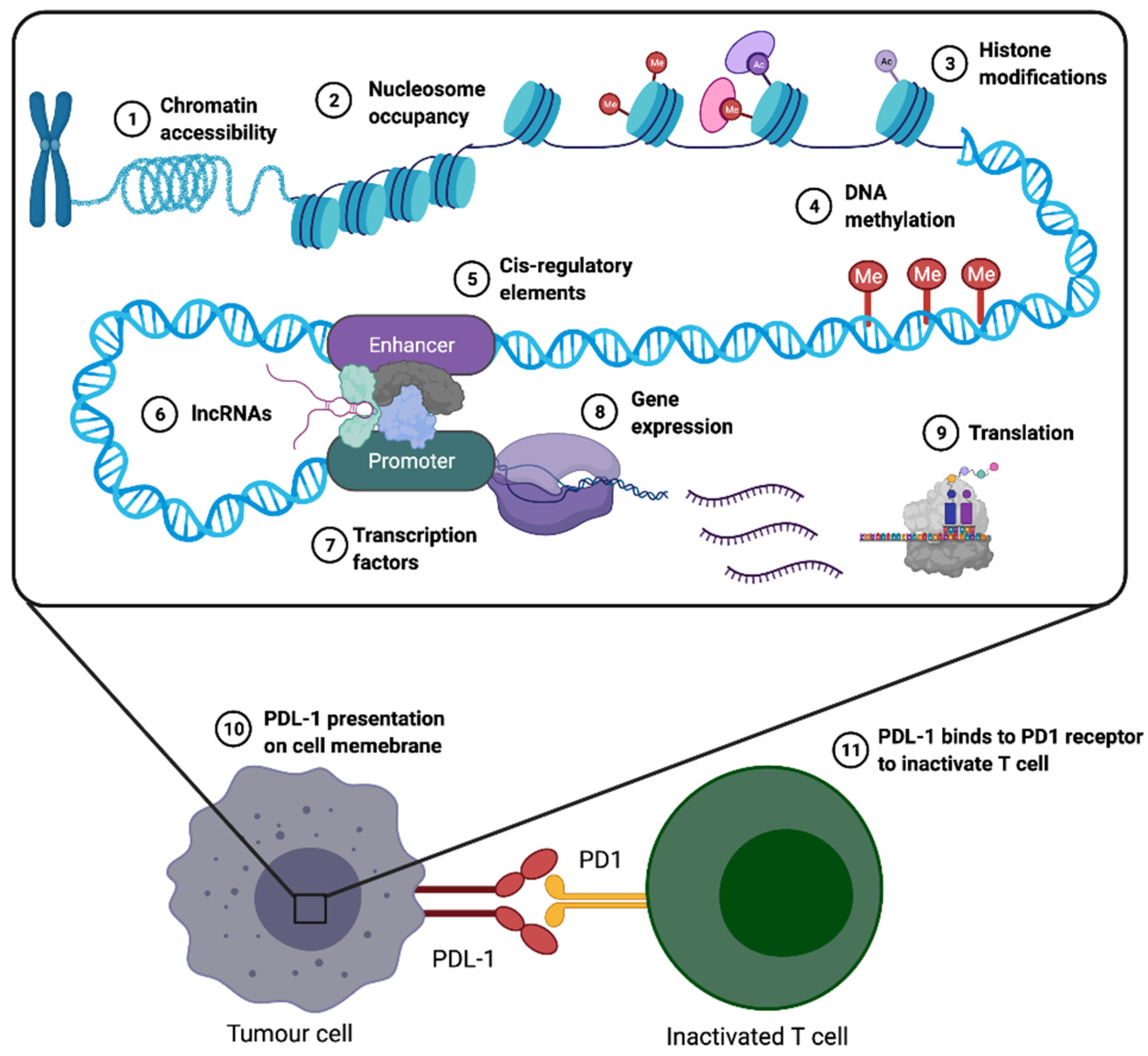 Epigenomes 05 00016 g003