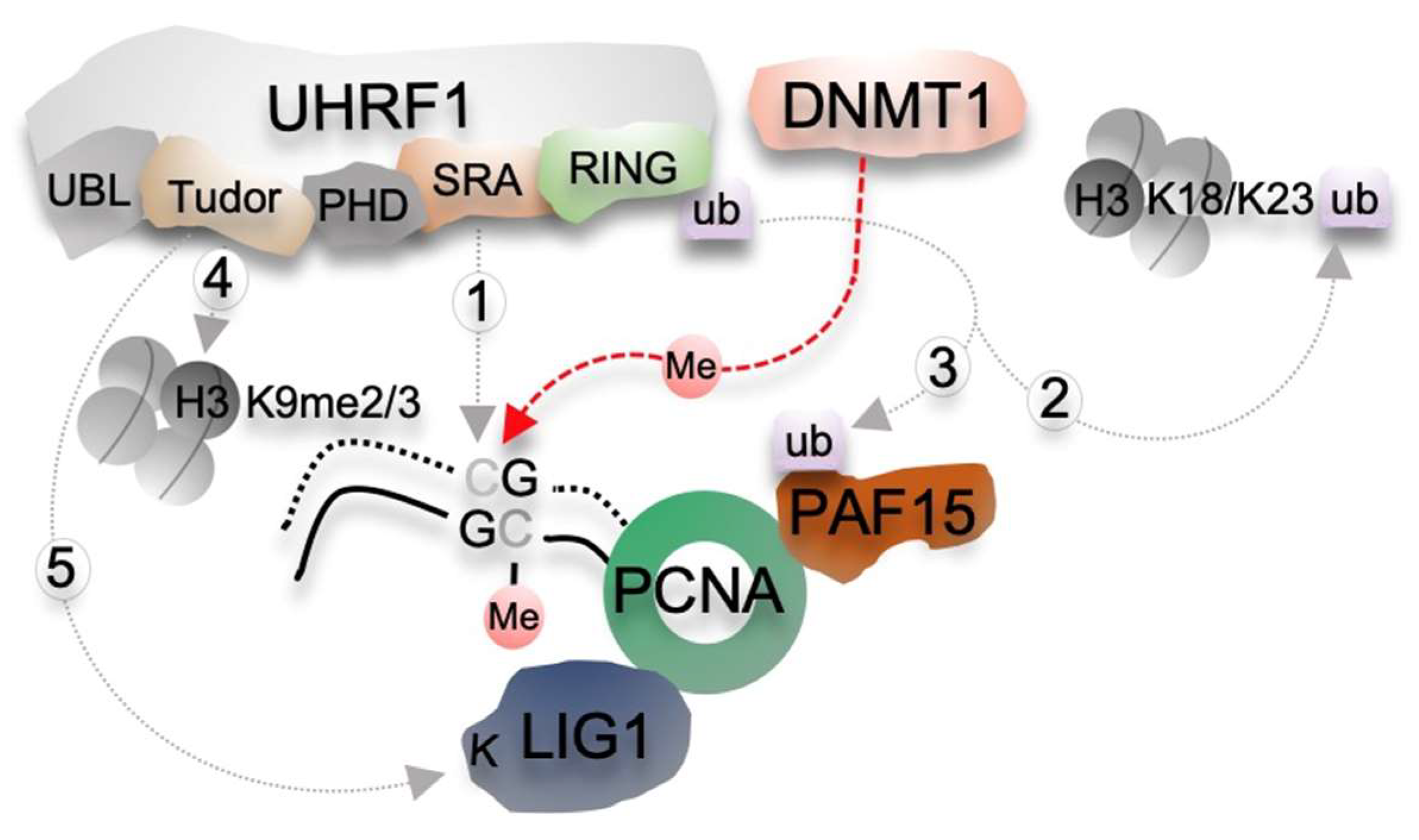 Epigenomes 05 00019 g001