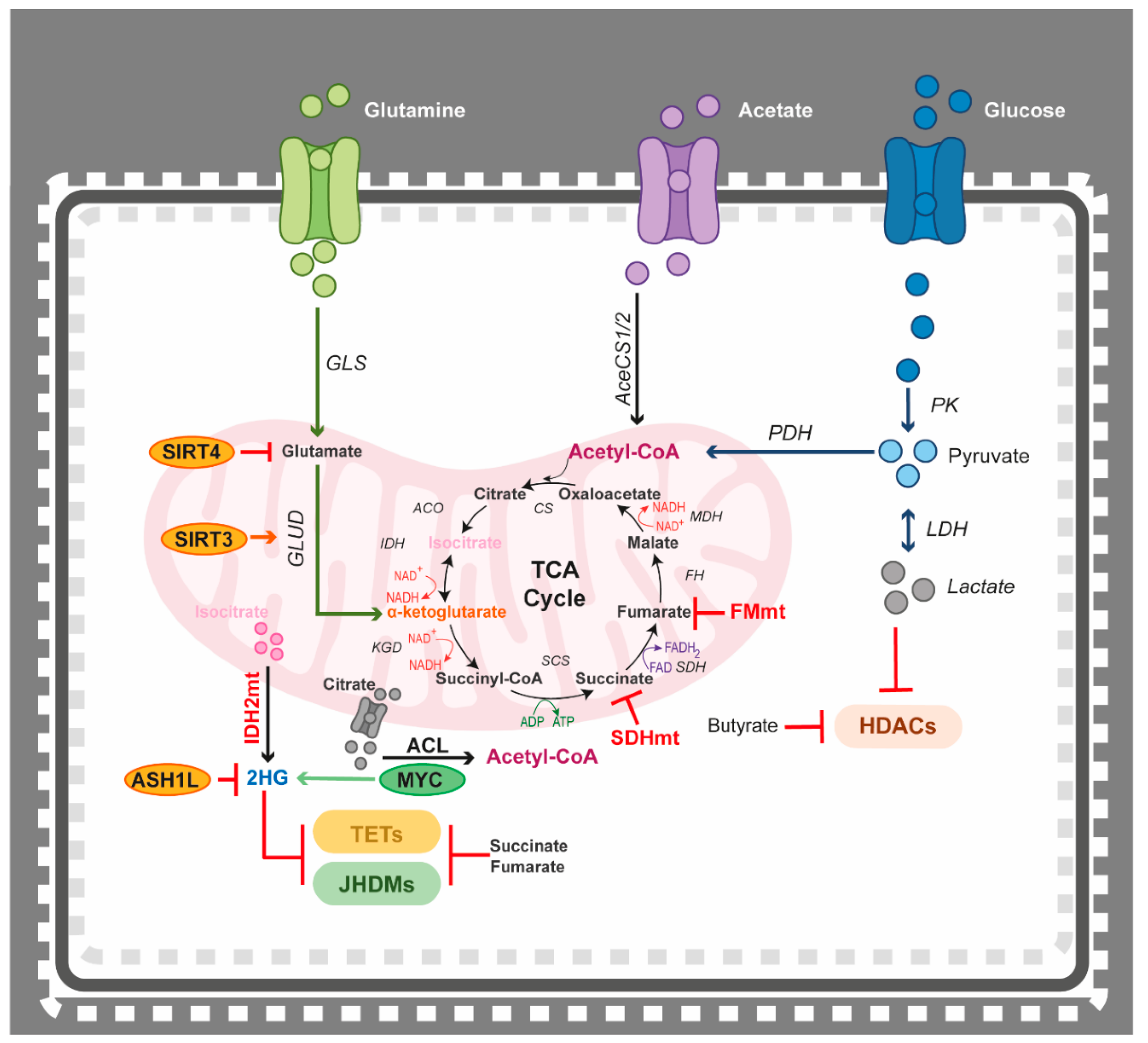 Epigenomes 05 00022 g004