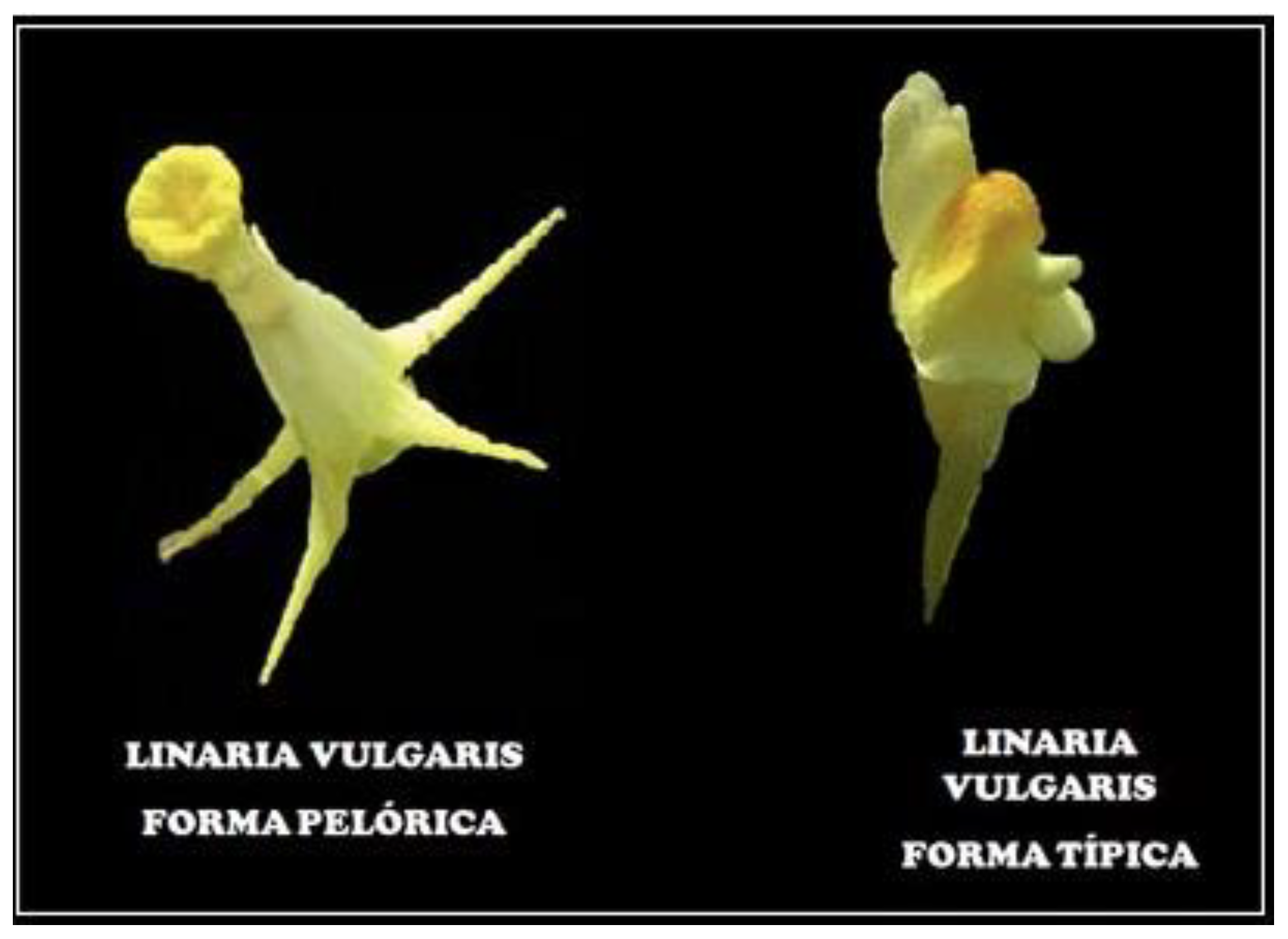 Epigenomes 05 00025 g002
