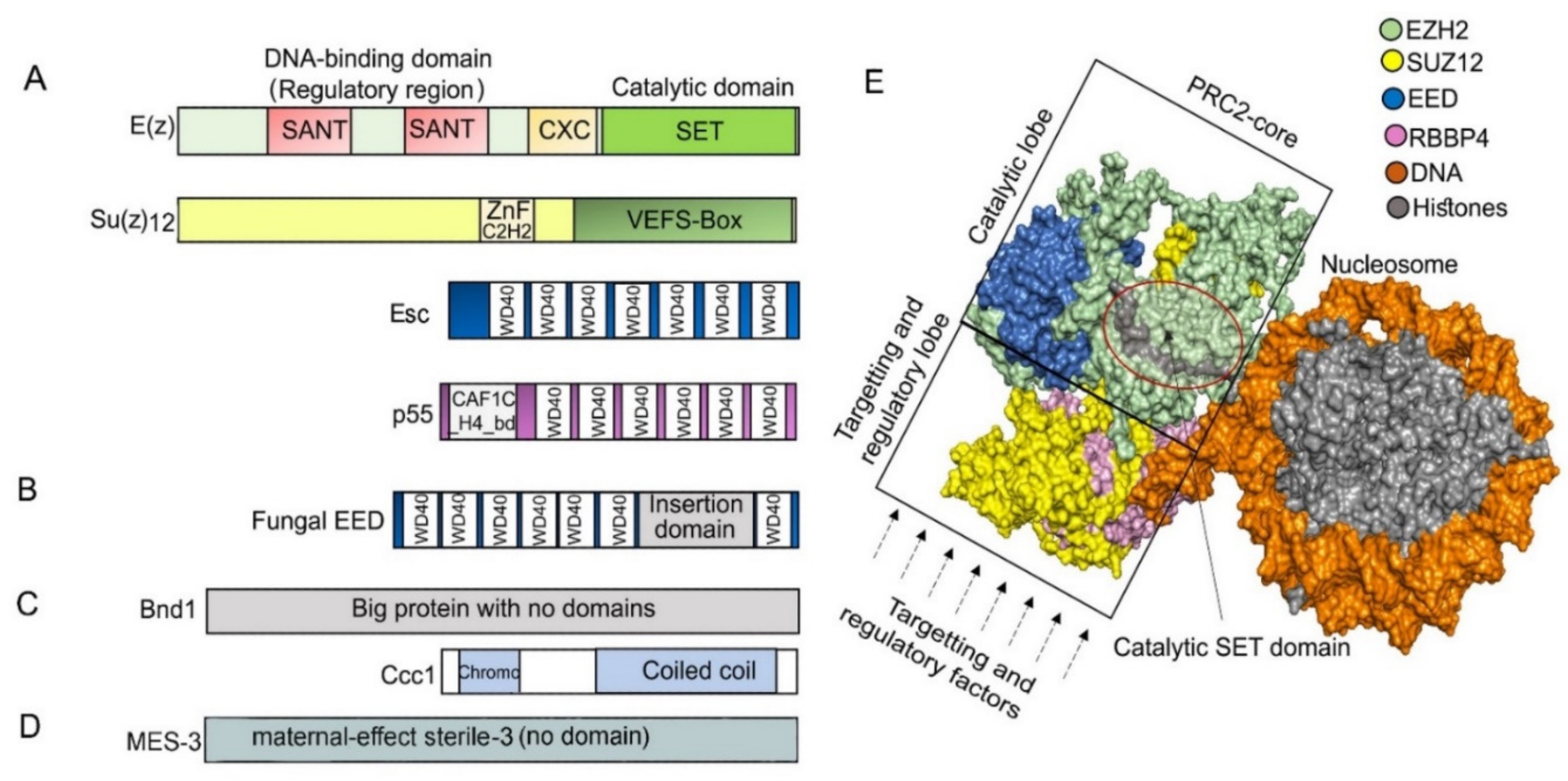 Epigenomes 06 00003 g002