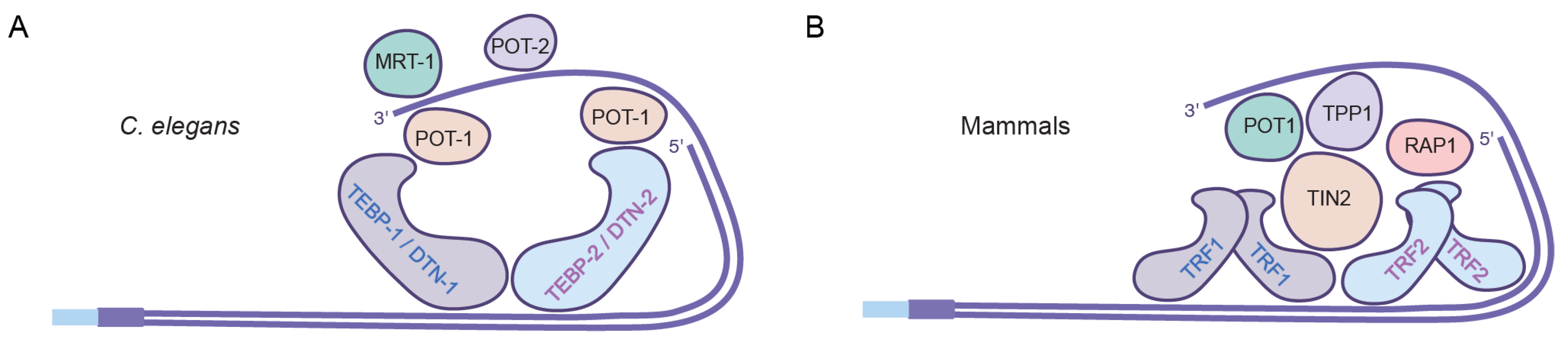 Epigenomes 06 00009 g003