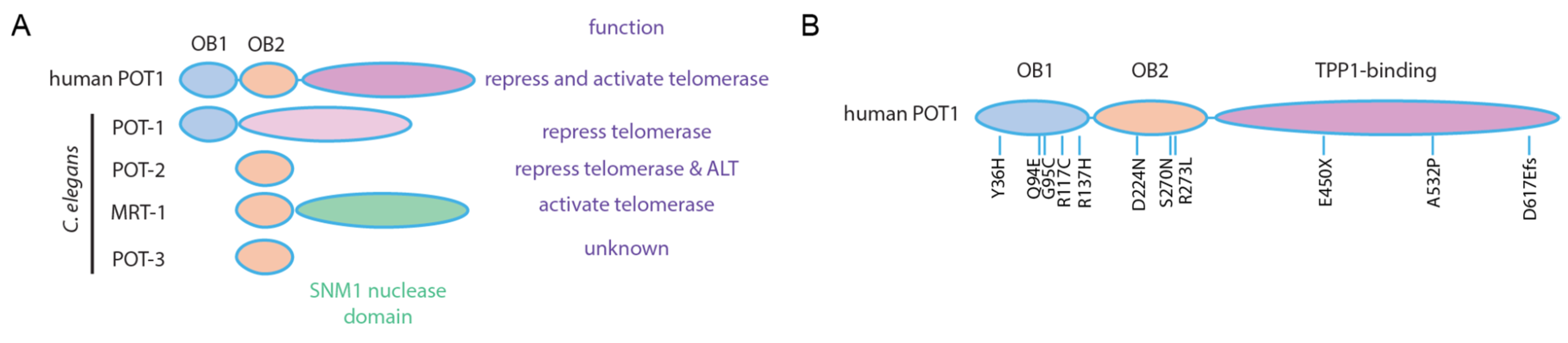 Epigenomes 06 00009 g005