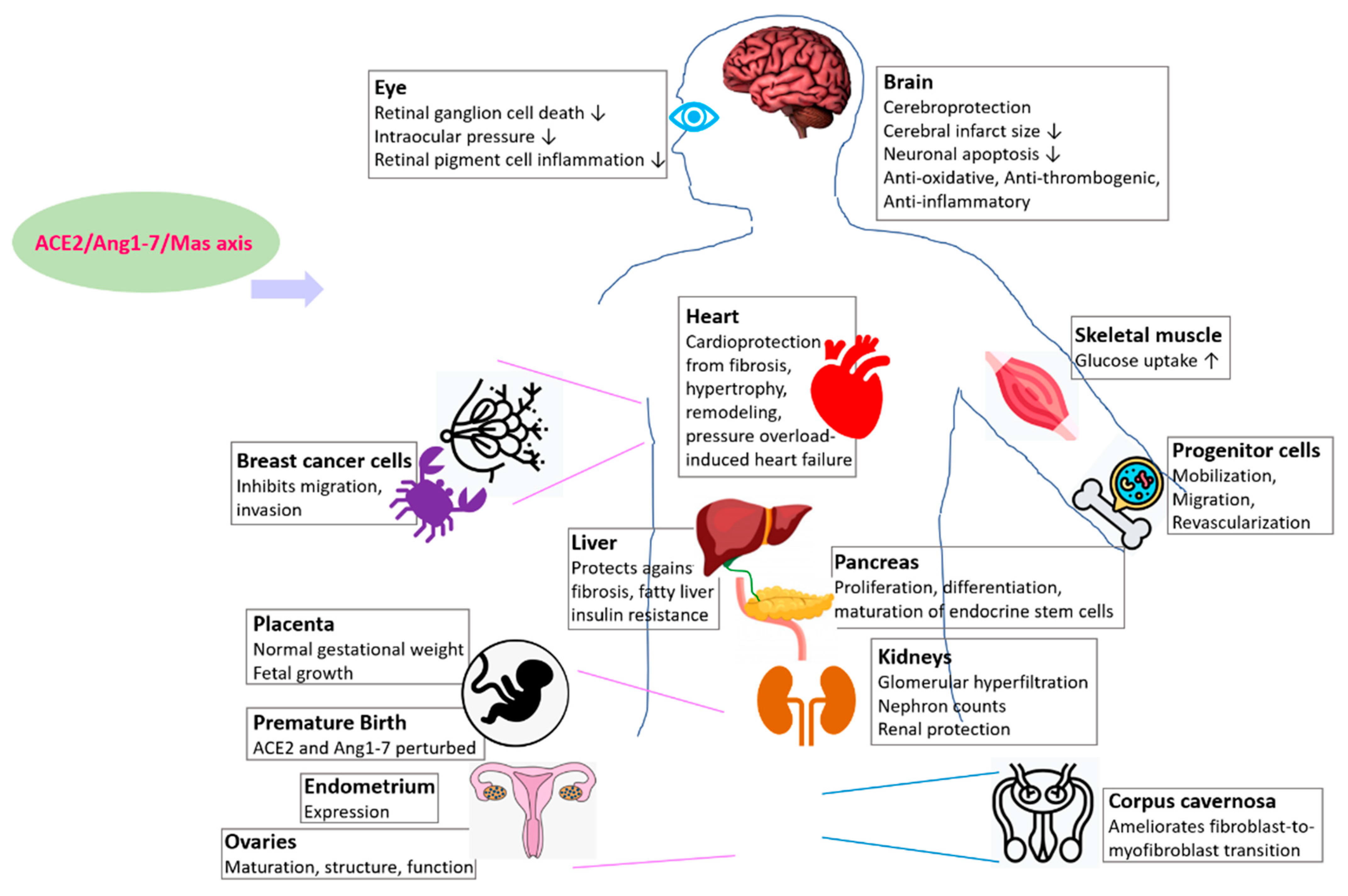 Epigenomes 06 00013 g002