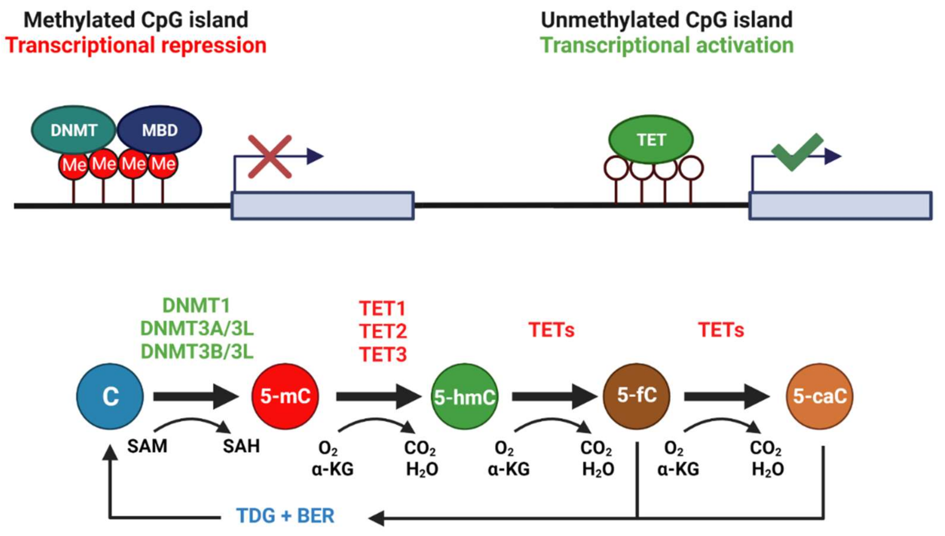Epigenomes 06 00017 g001