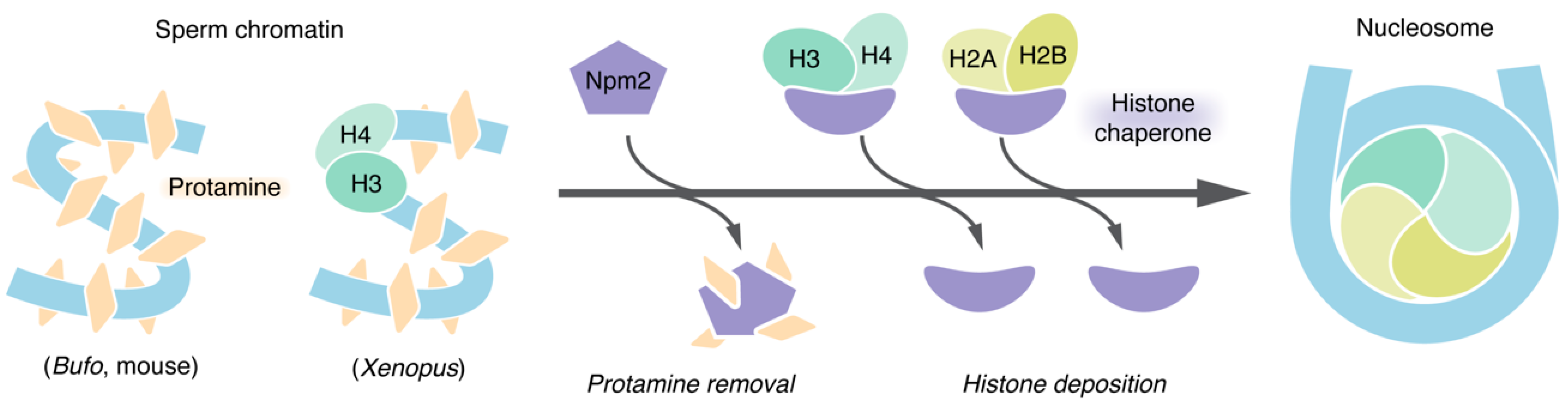 Epigenomes 06 00020 g003