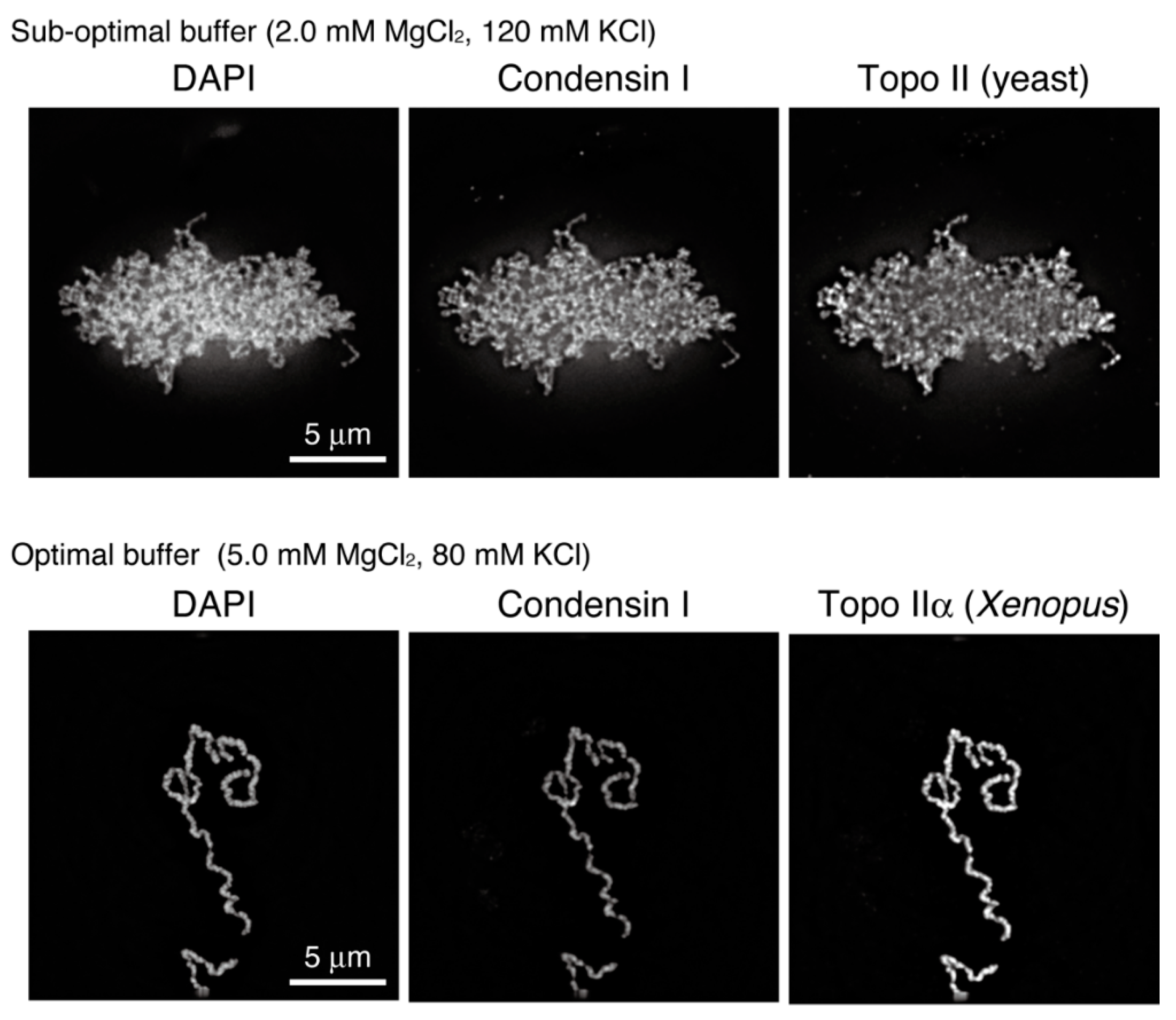 Epigenomes 06 00020 g004