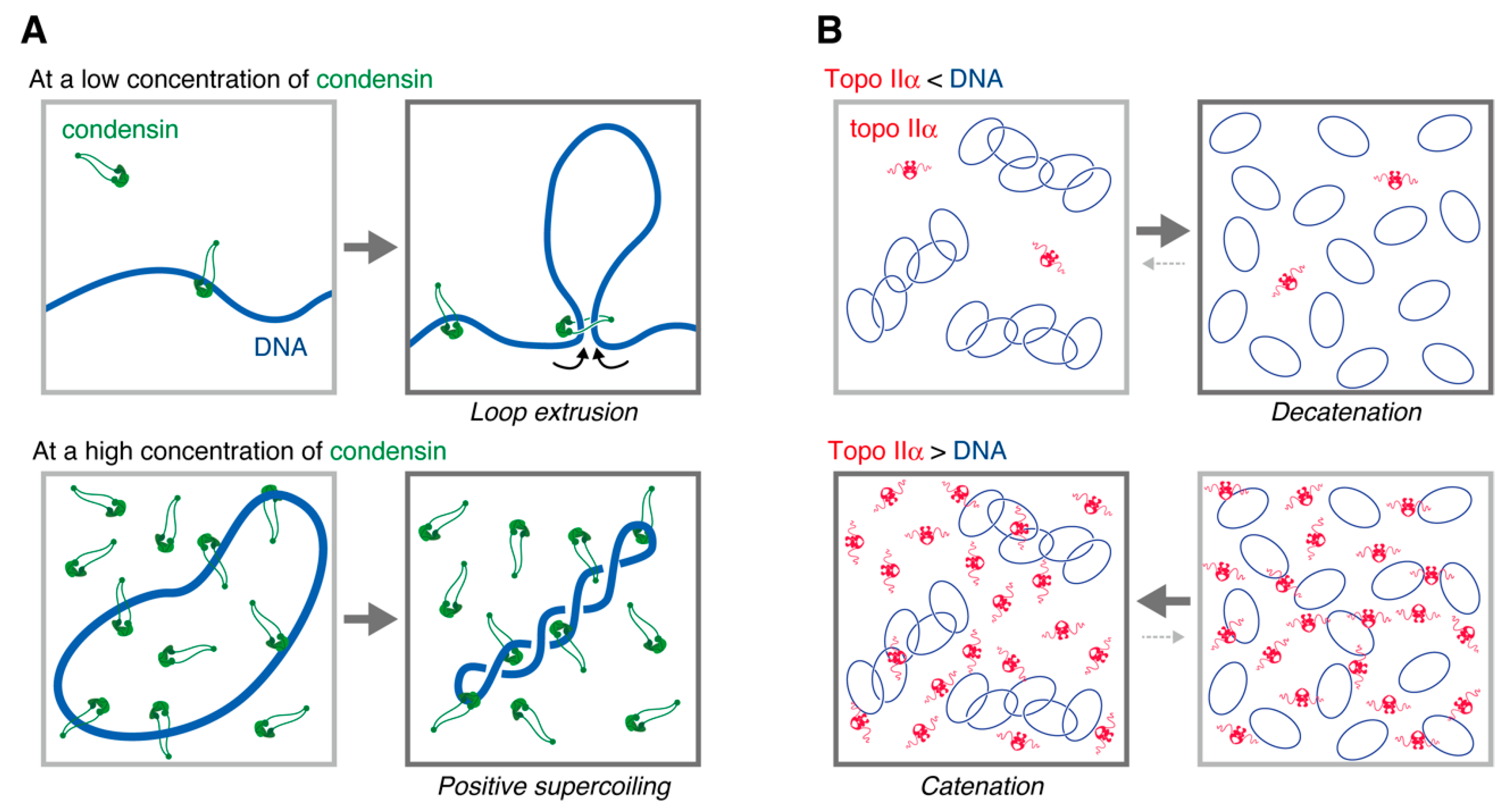 Epigenomes 06 00020 g005