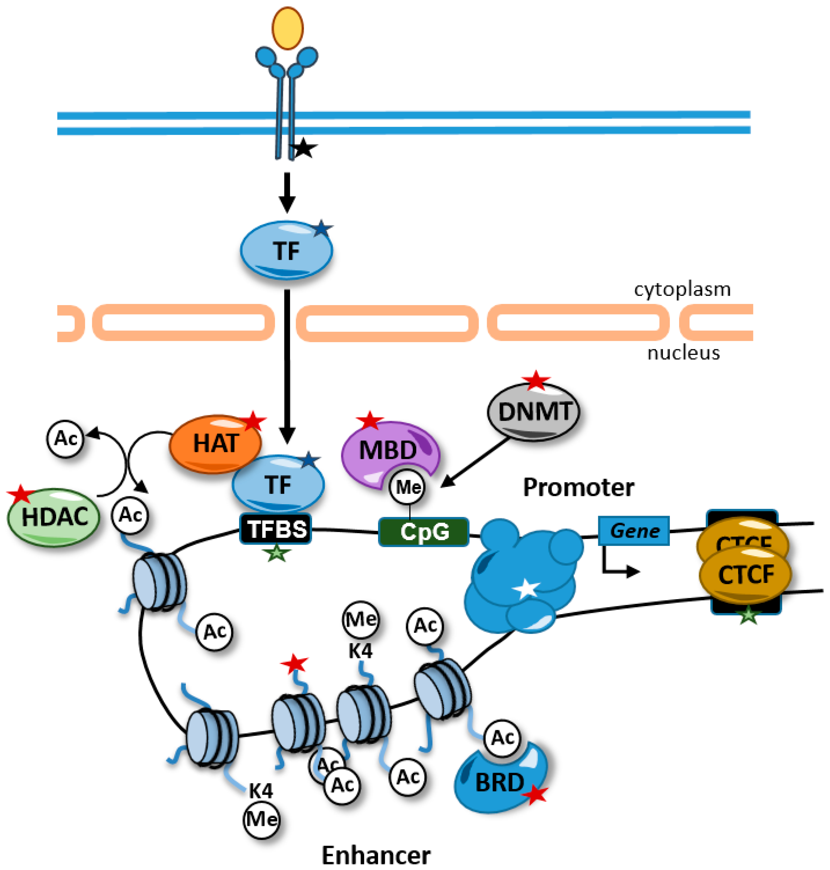 Epigenomes 06 00021 g001