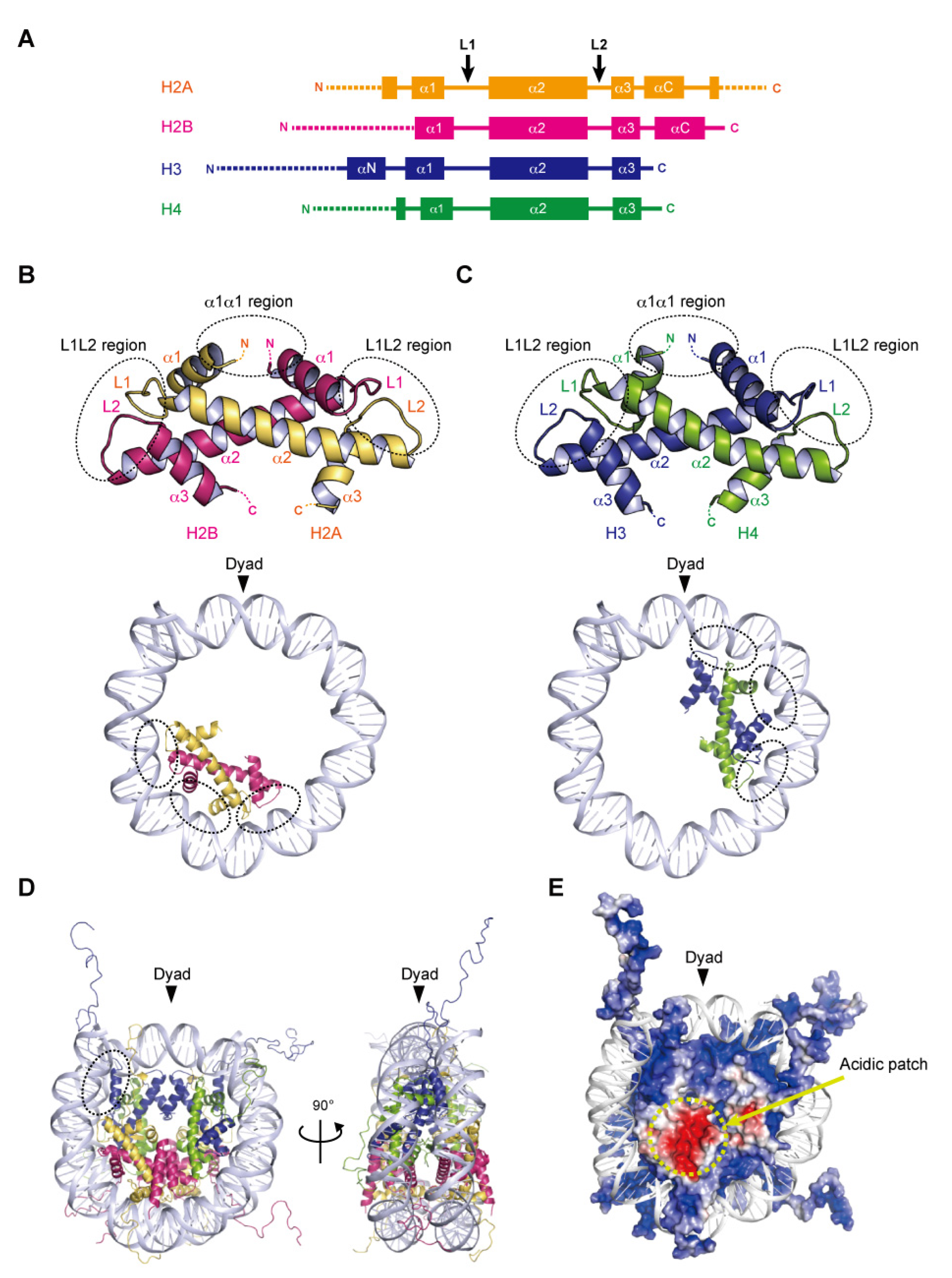 Epigenomes 06 00022 g001